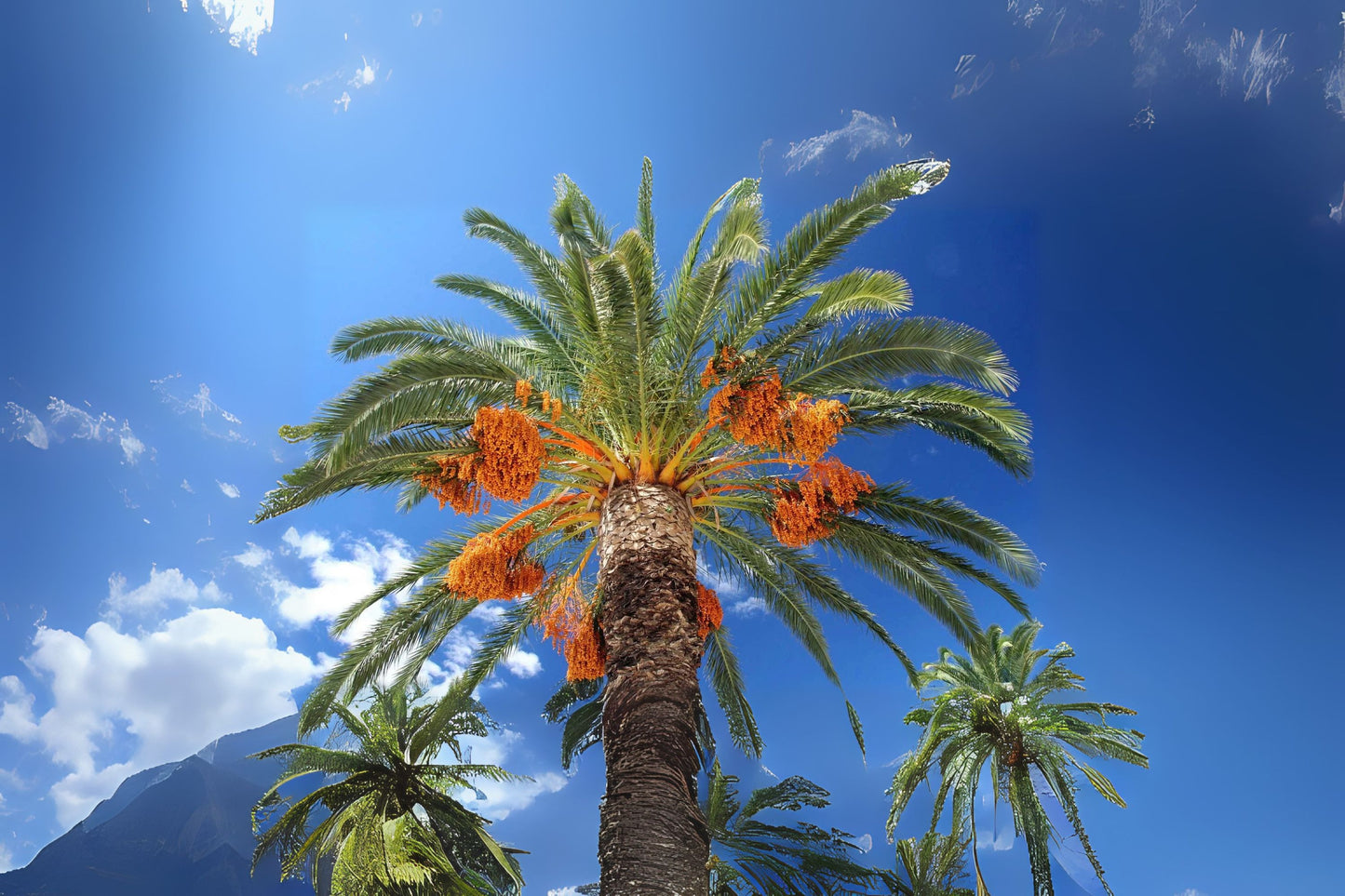 Date Palm (Phoenix dactylifera)