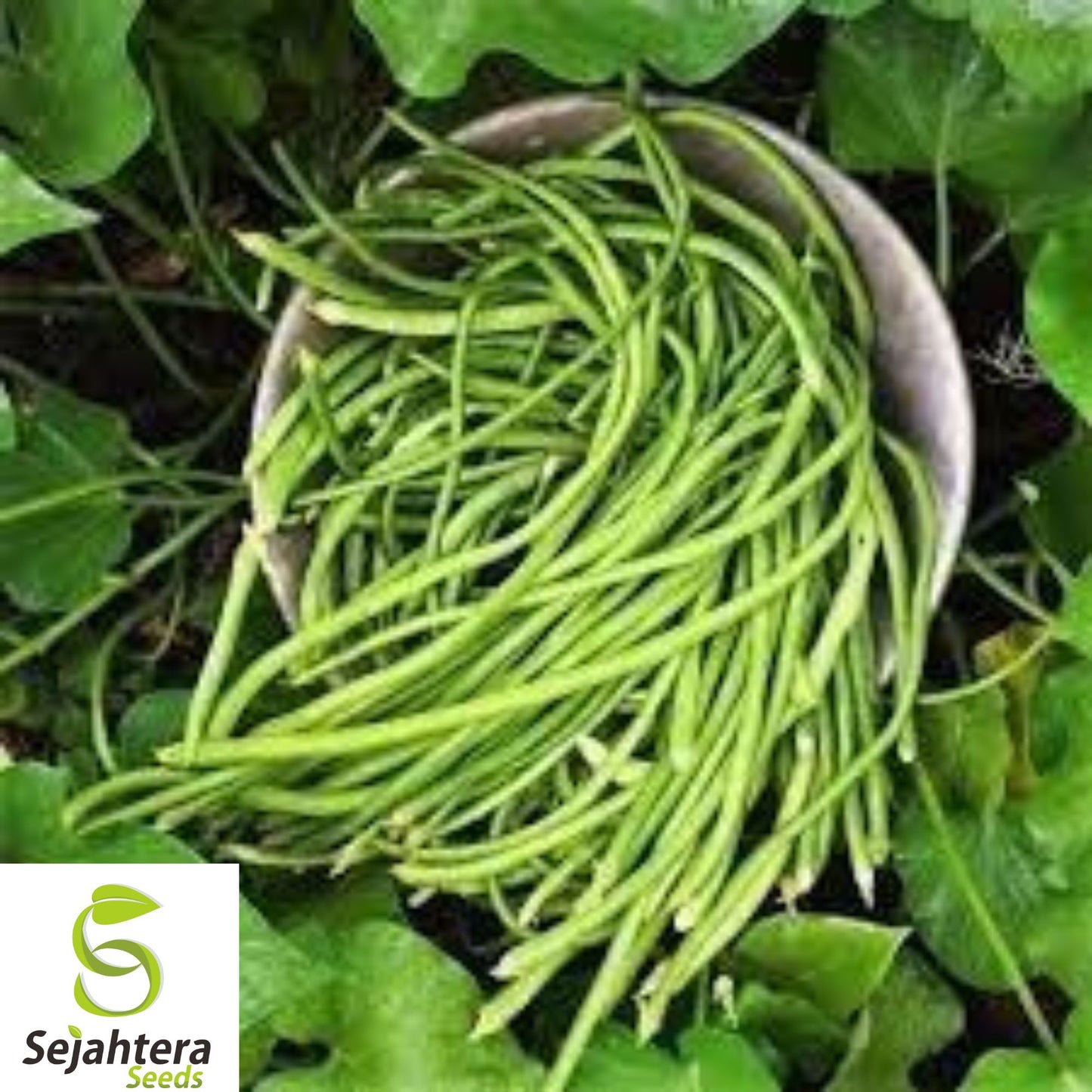 Dark Green Yard Long Bean Seeds - 120+ Heirloom, Organic, Non-GMO & Fresh