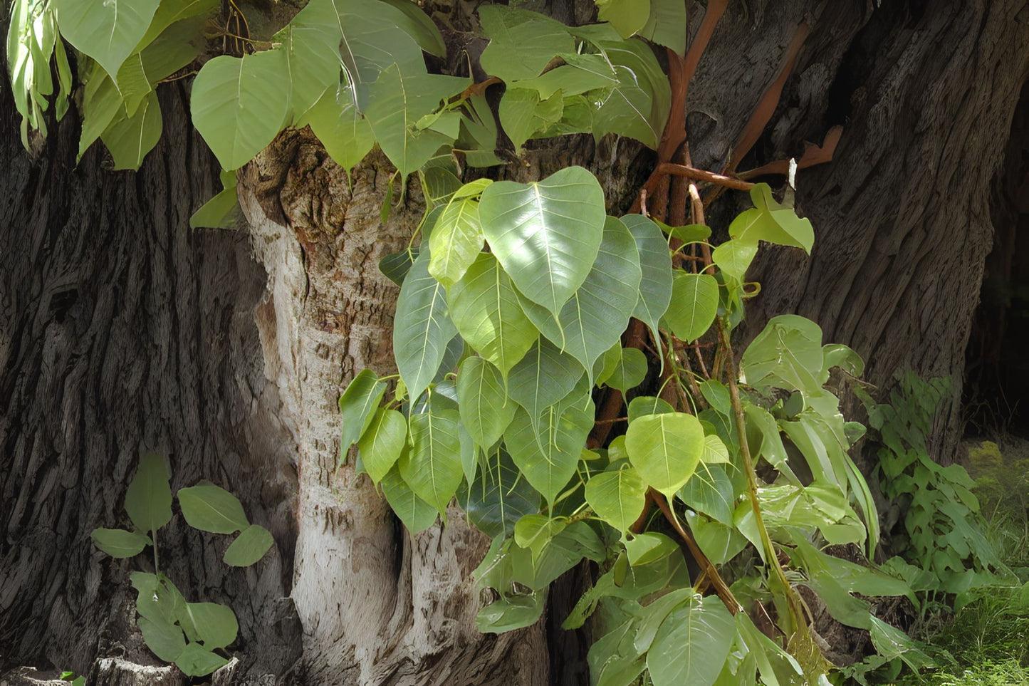 Peepul Tree, Sacred Fig (Ficus religiosa)