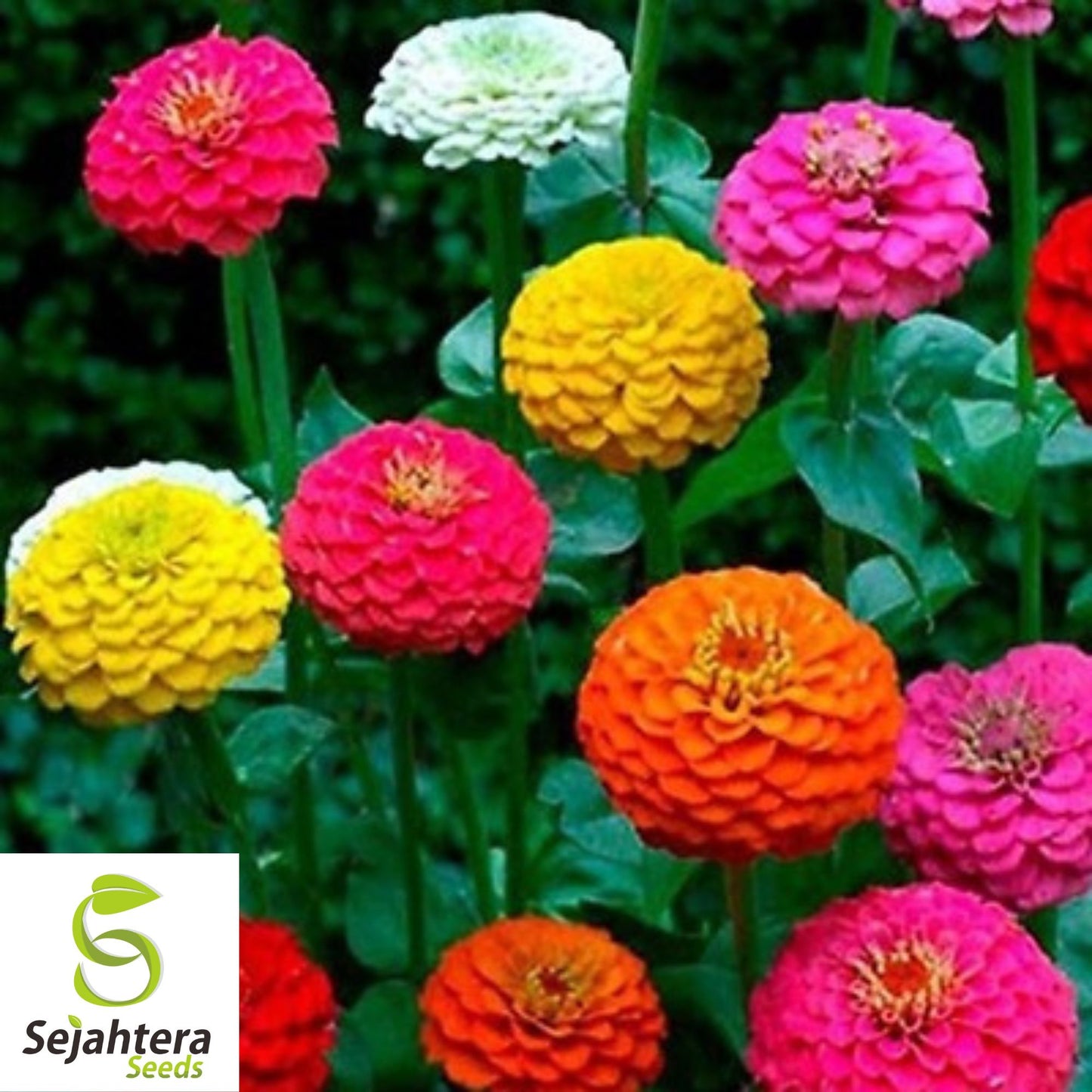 California Giant Zinnia Seeds - 400+ Heirloom, Mixed Colors & Pollinator-Friendly