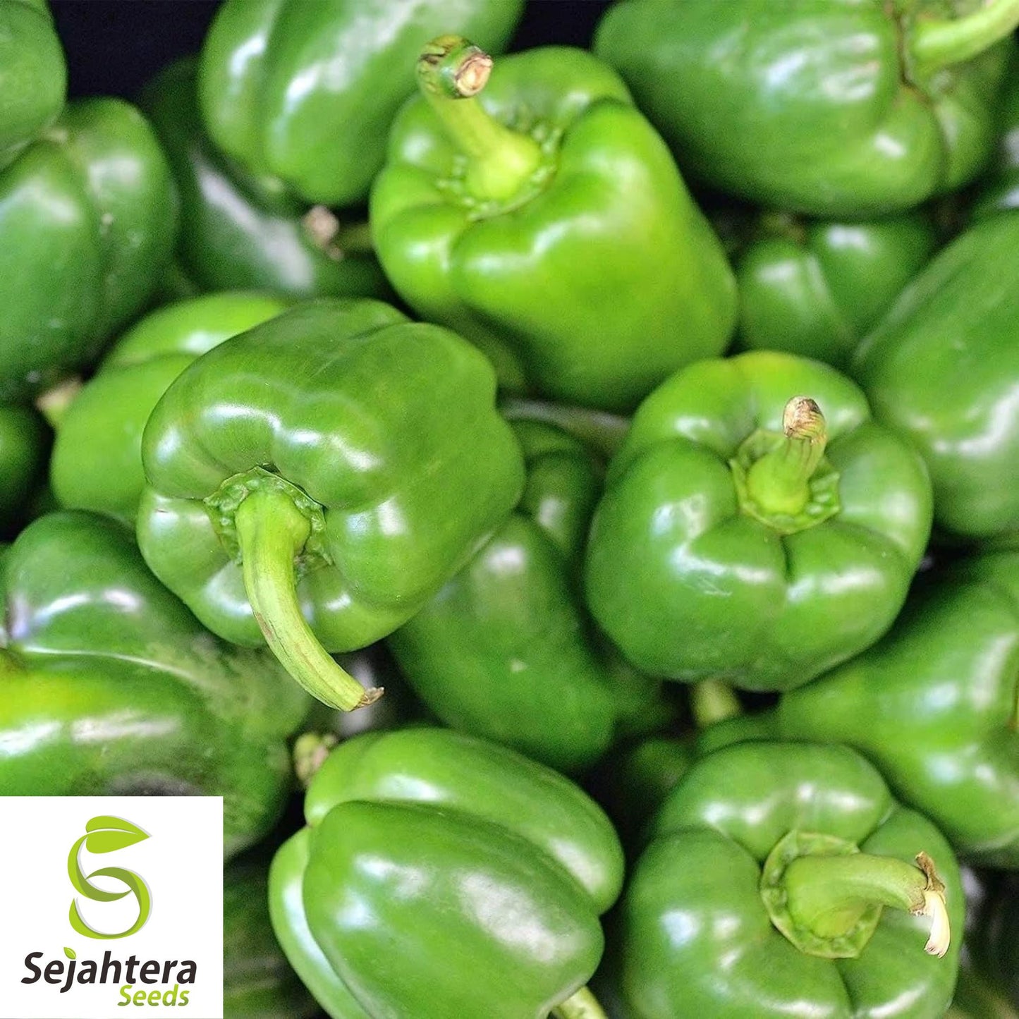 50+ Emerald Giant Bell Pepper Seeds - Sweet, Non-GMO, High-Yield Vegetable