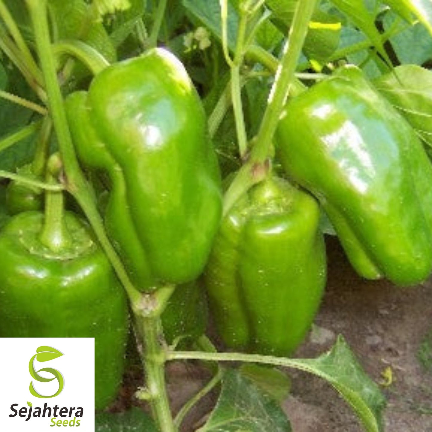 50+ Emerald Giant Bell Pepper Seeds - Sweet, Non-GMO, High-Yield Vegetable