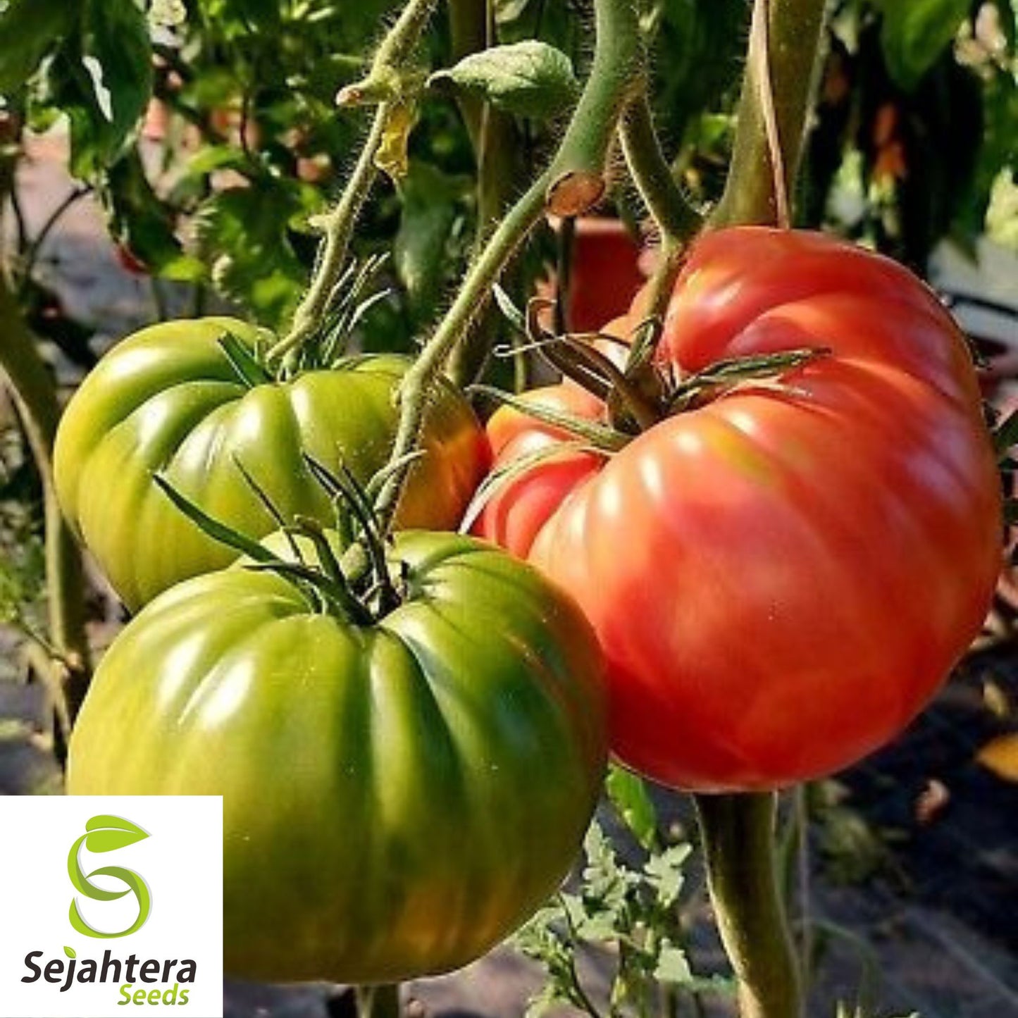 30 Giant Tomato Seeds - Non-GMO, Large & Flavorful Heirloom Variety