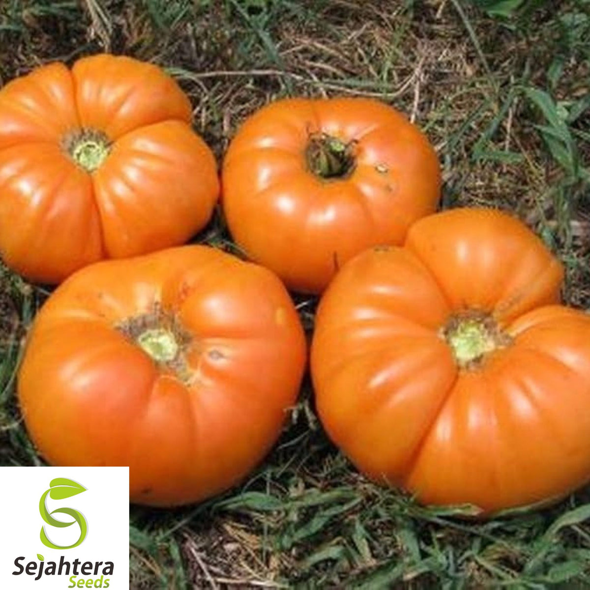 30+ Amana Orange Tomato Seeds - Heirloom, Organic, Non-GMO, Rare & Juicy Variety