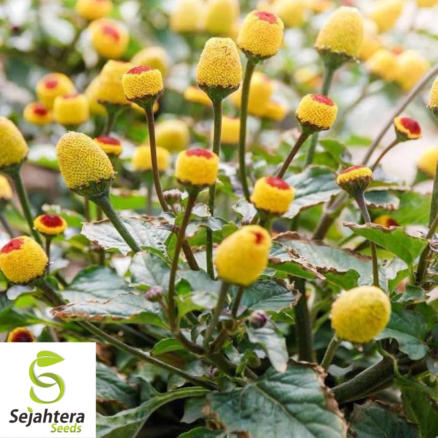 Toothache Plant Seeds {Spilanthes acmella oleracea} Organic 20+ Seeds