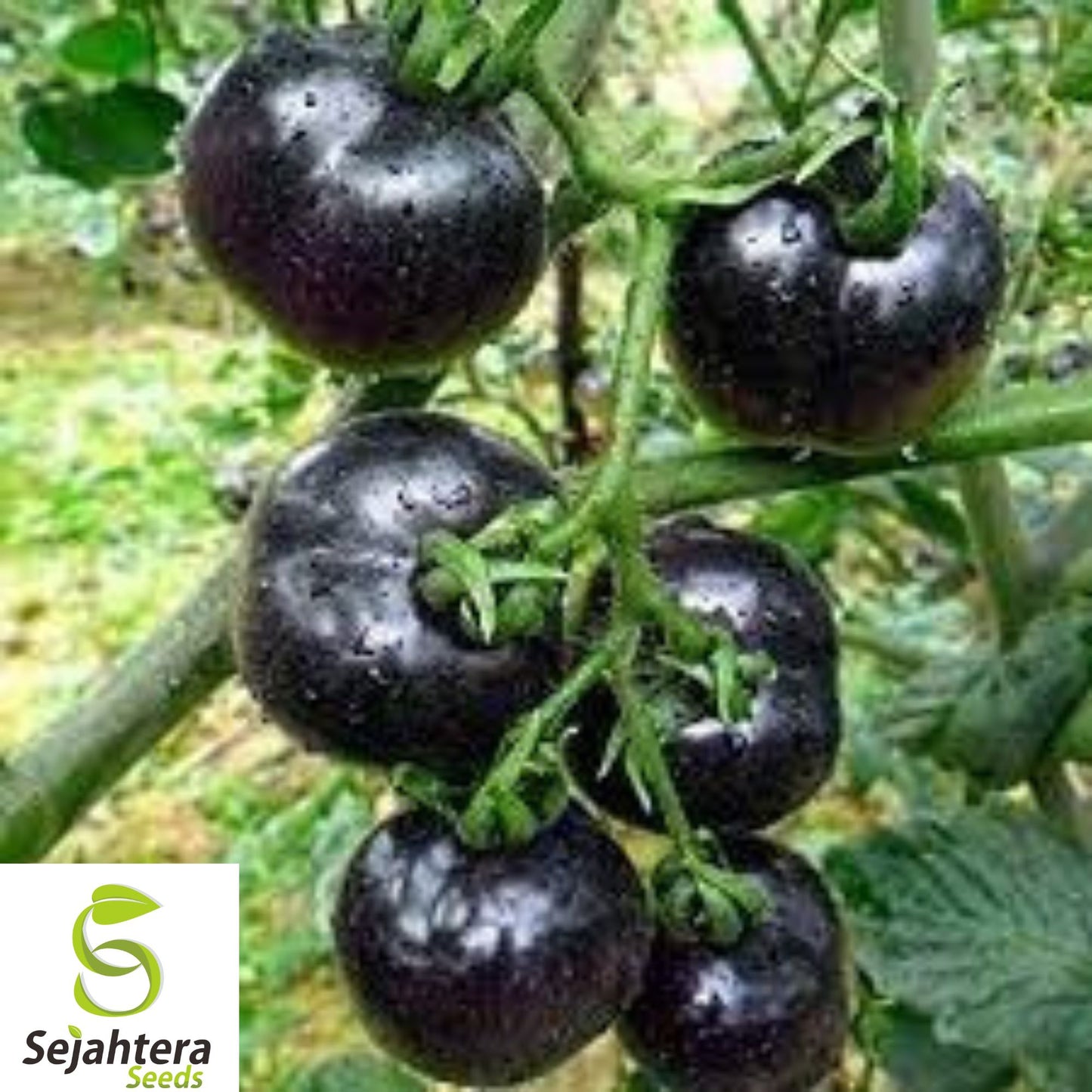 10+ Black Sea Man Tomato Seeds - Heirloom, Organic, Rare, Rich & Flavorful