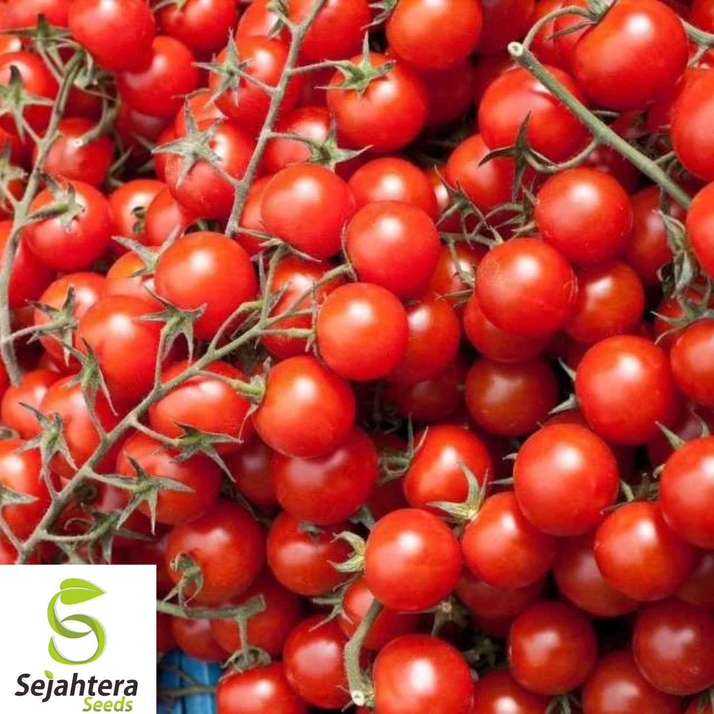 100+ Sugar Bomb Cherry Tomato Seeds - Heirloom, Organic, Non-GMO, Super Sweet