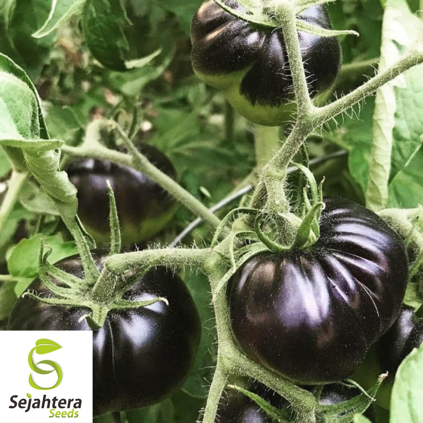 Black Sea Man Tomato Seeds - 30+ Heirloom, Organic, Non-GMO & Rare