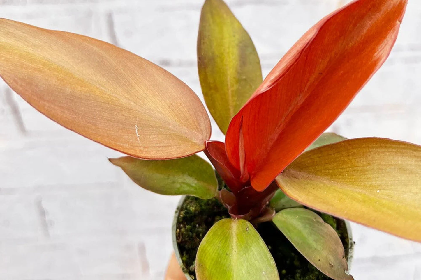 Philodendron Red Sun – Vibrant Multicolored Foliage | 3" Pot