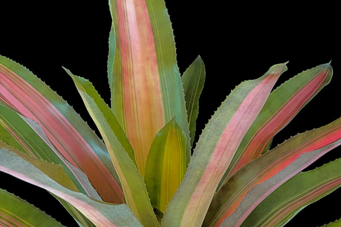 Aechmea Alvarez 6" Bromeliad Plant - Variegated Green Foliage with Salmon Pink and Orange Blushing - Tropical Houseplant