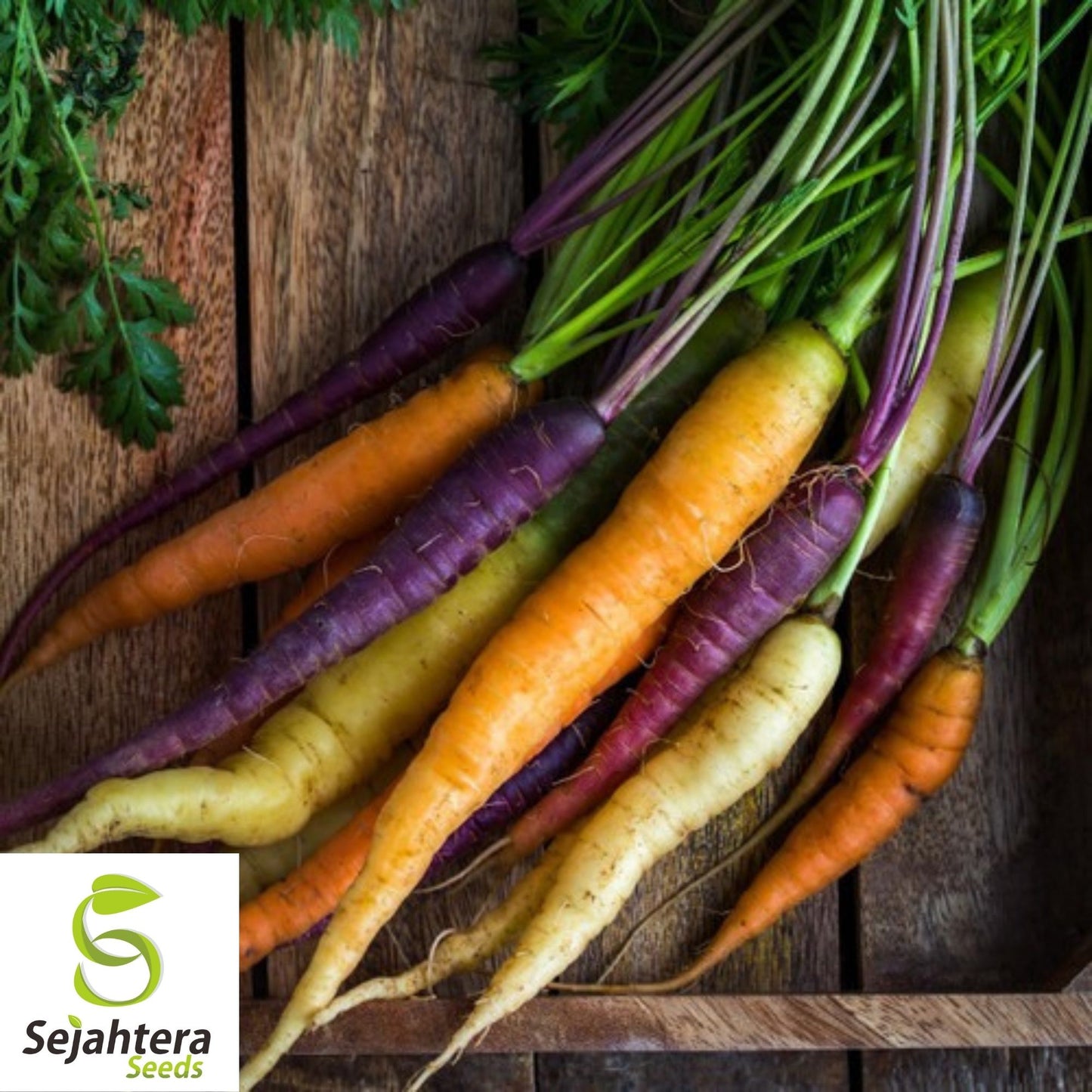 Rainbow Blend Carrot Seeds 500+ | Vegetable Garden Mixture NON-GMO USA
