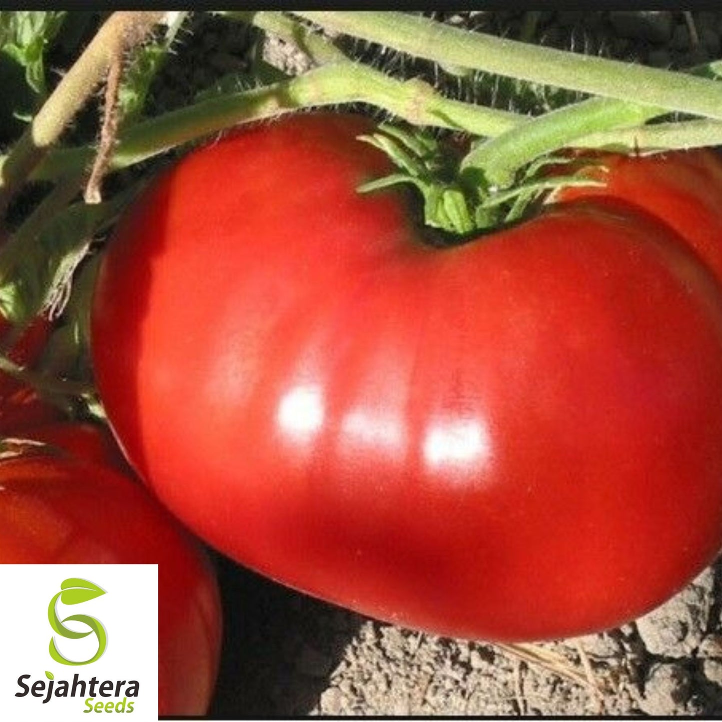 30 Giant Tomato Seeds - Non-GMO, Large & Flavorful Heirloom Variety