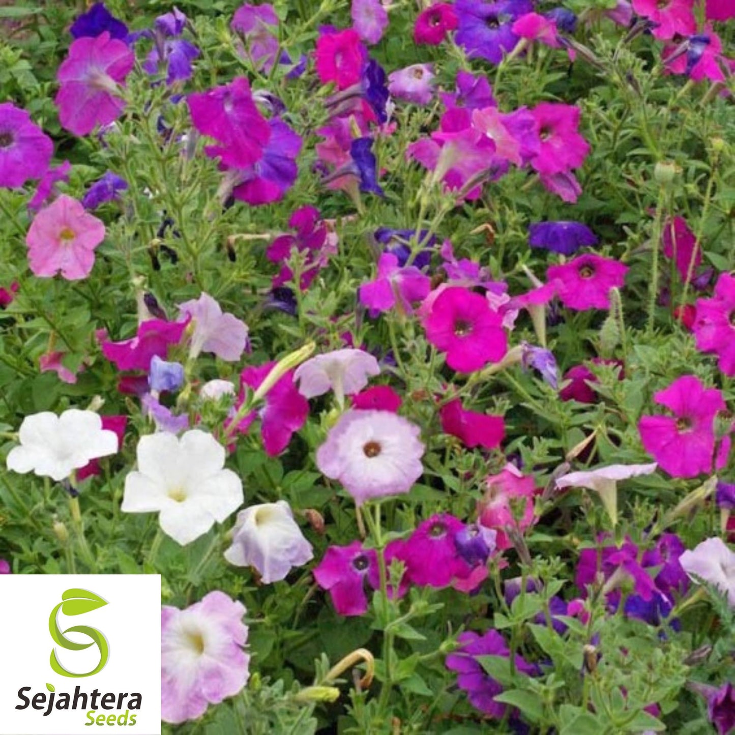 2000+ Dwarf Petunia Mix Seeds - Compact Petunia Nana Compacta Flowers, Non-GMO