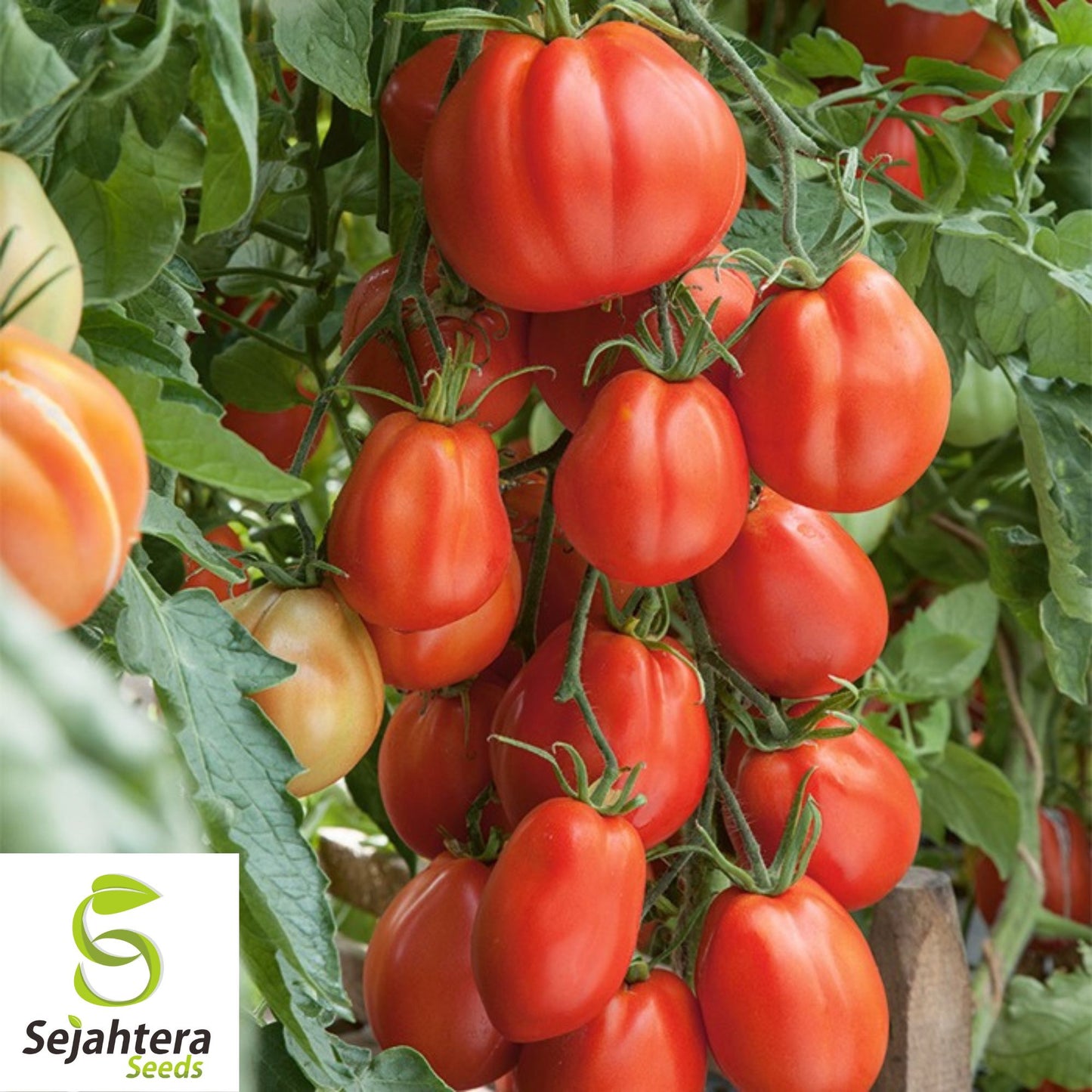 30 Giant Tomato Seeds - Non-GMO, Large & Flavorful Heirloom Variety