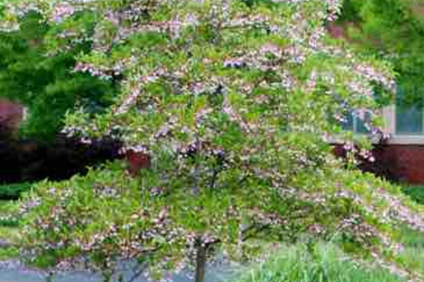 Japanese Snowbell (Styrax japonicus)
