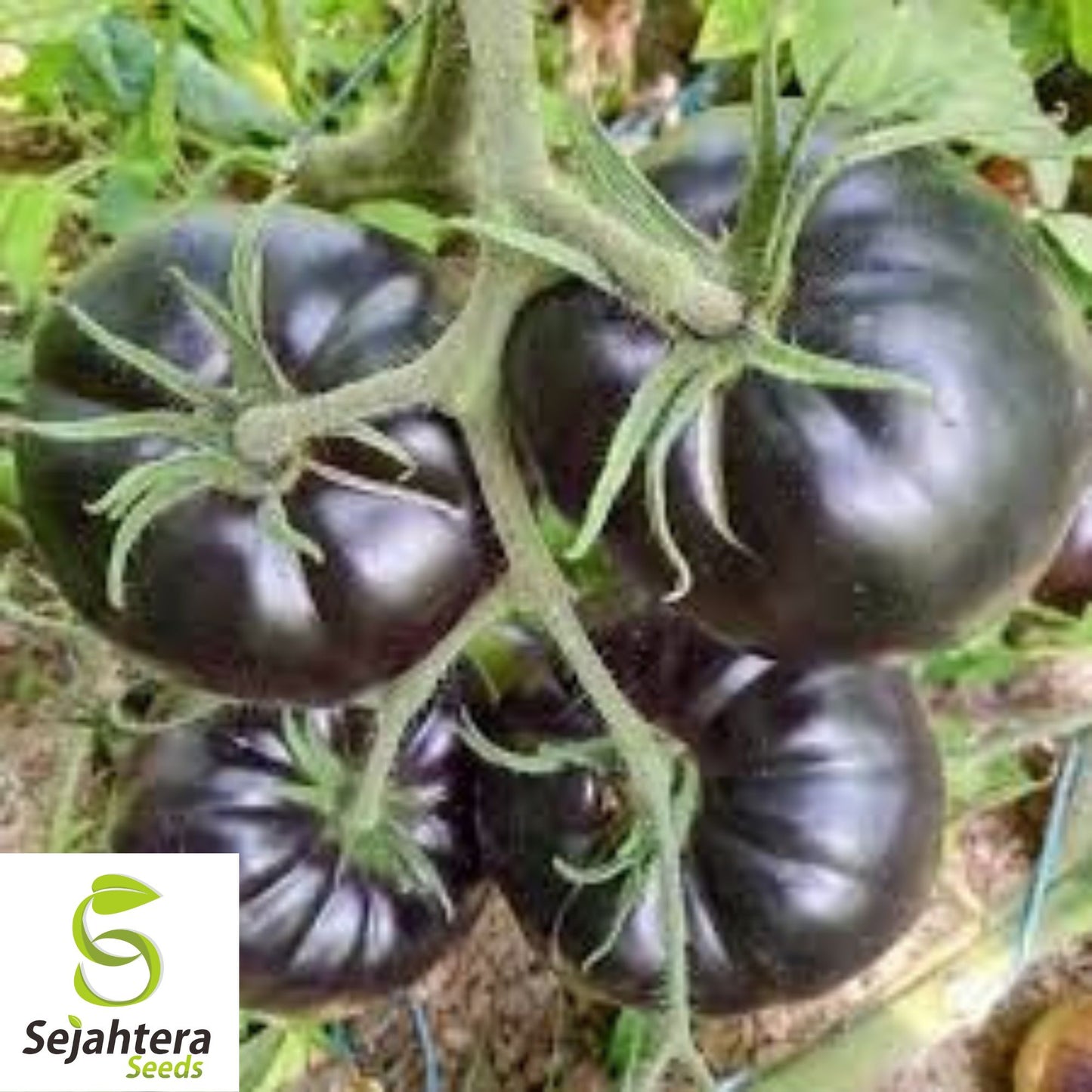 Black Sea Man Tomato Seeds - 30+ Heirloom, Organic, Non-GMO & Rare