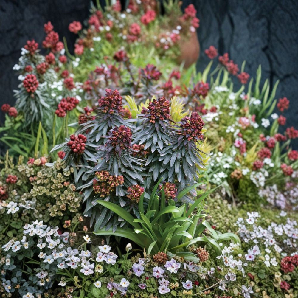 Euphorbia ‘Blackbird’ – Euphorbia Hybrid Live Plant | 6 Inch Pot | Perennial Spurge Dark Foliage Accent | Spring–Summer Blooms | Sun Loving Garden Plant