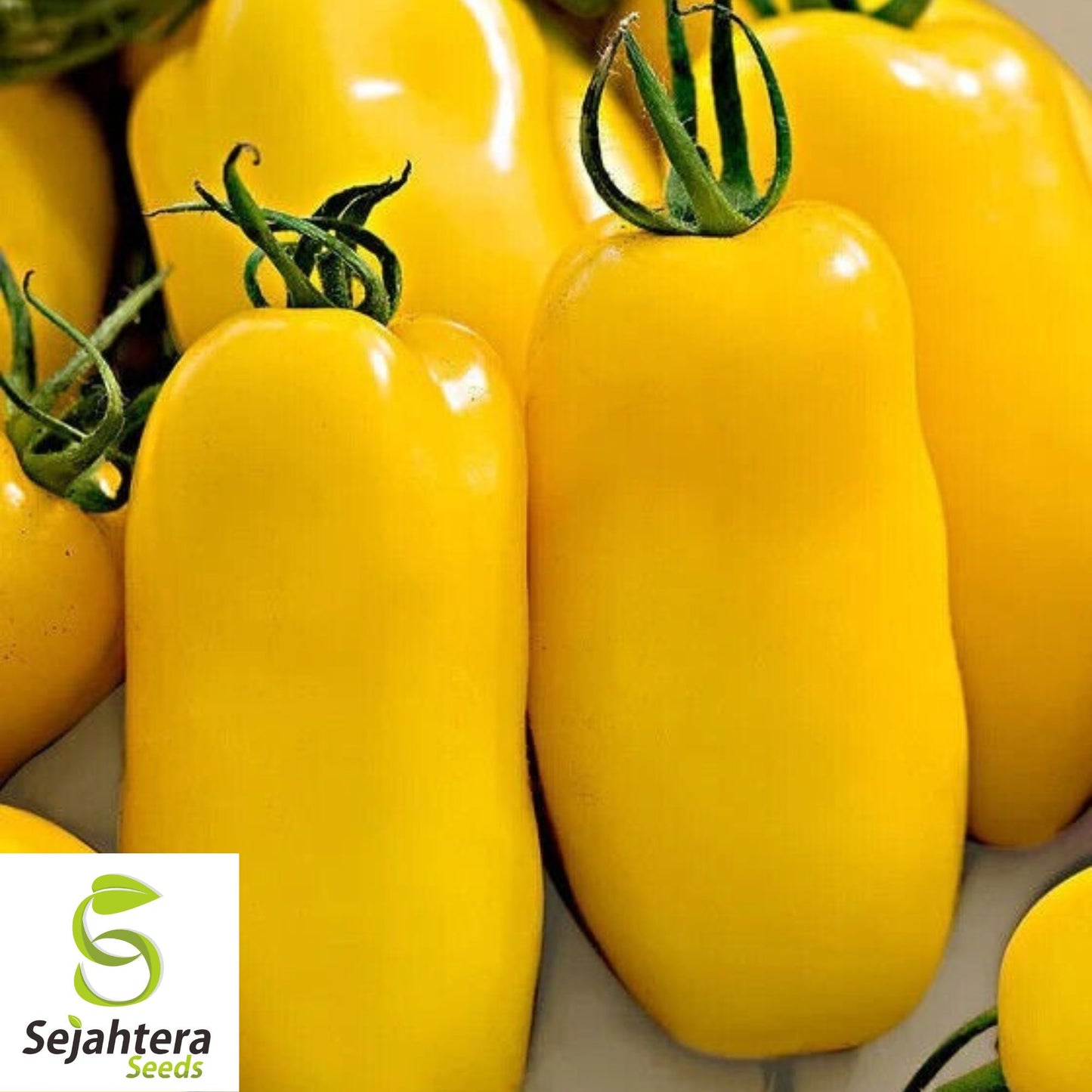 30 Banana Legs Paste Tomato Seeds - Non-GMO, Sweet & Unique Heirloom Variety
