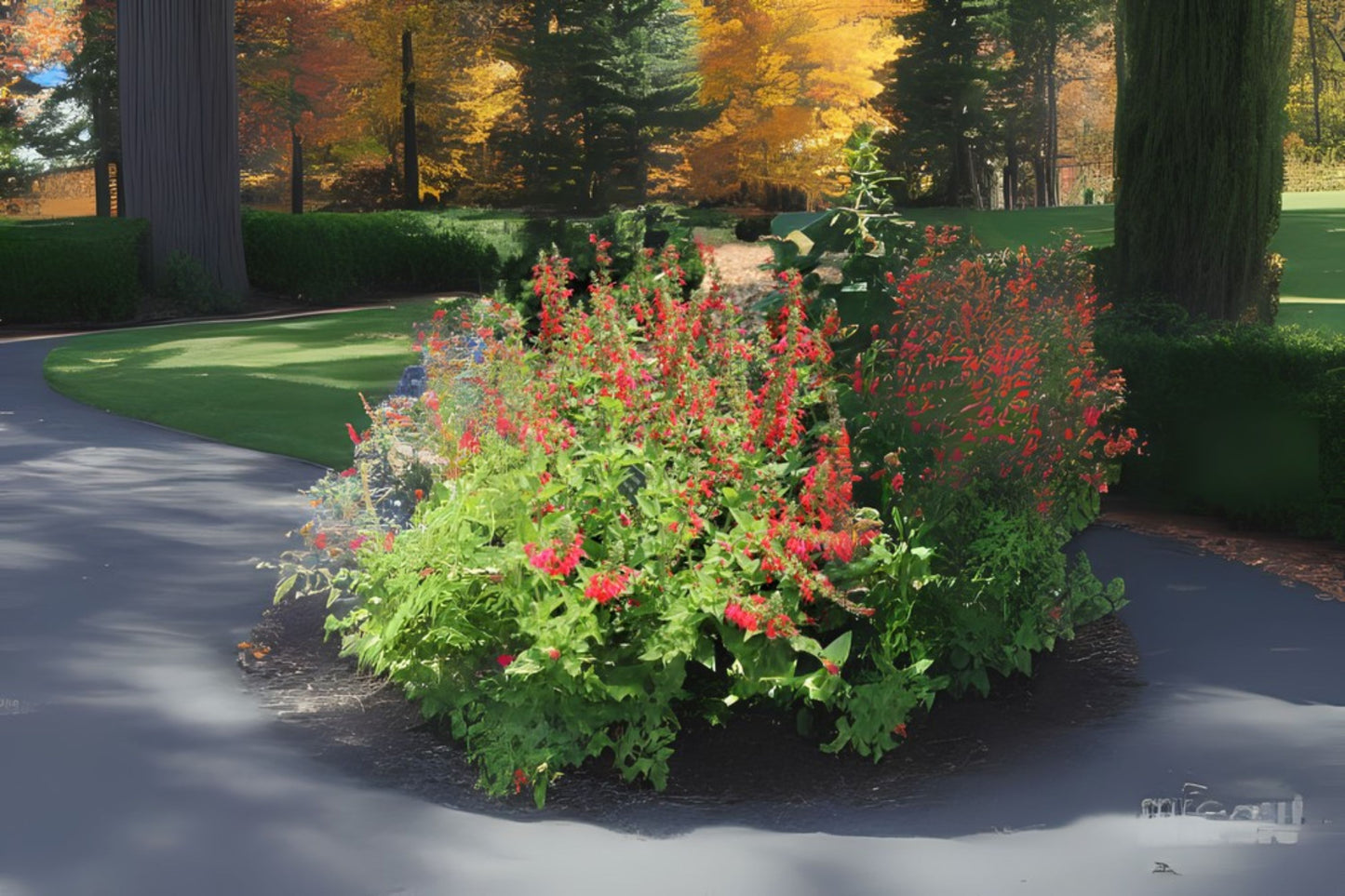 Blood Sage Cherry Scarlet Texas Sage (Salvia coccinea)