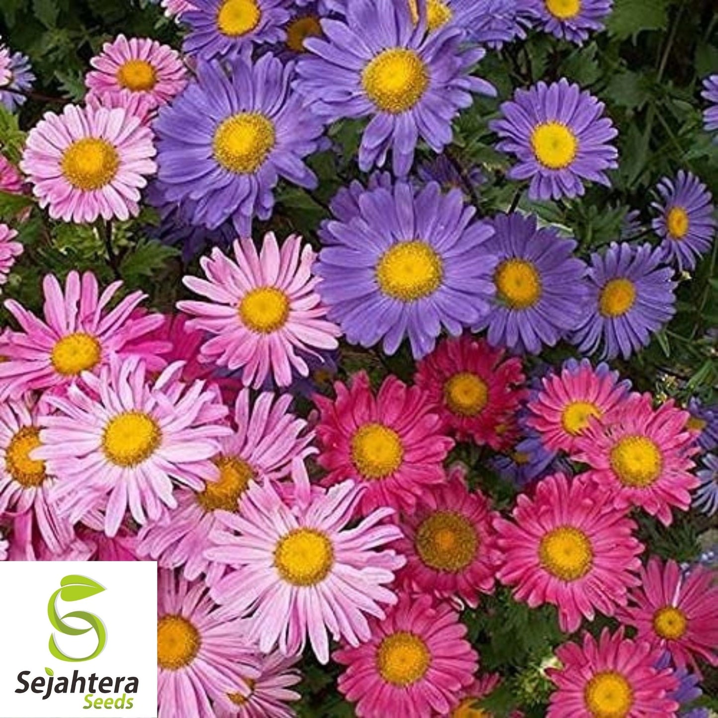Aster Seeds 200+ | Single China Mix Flower Mixed Colors USA