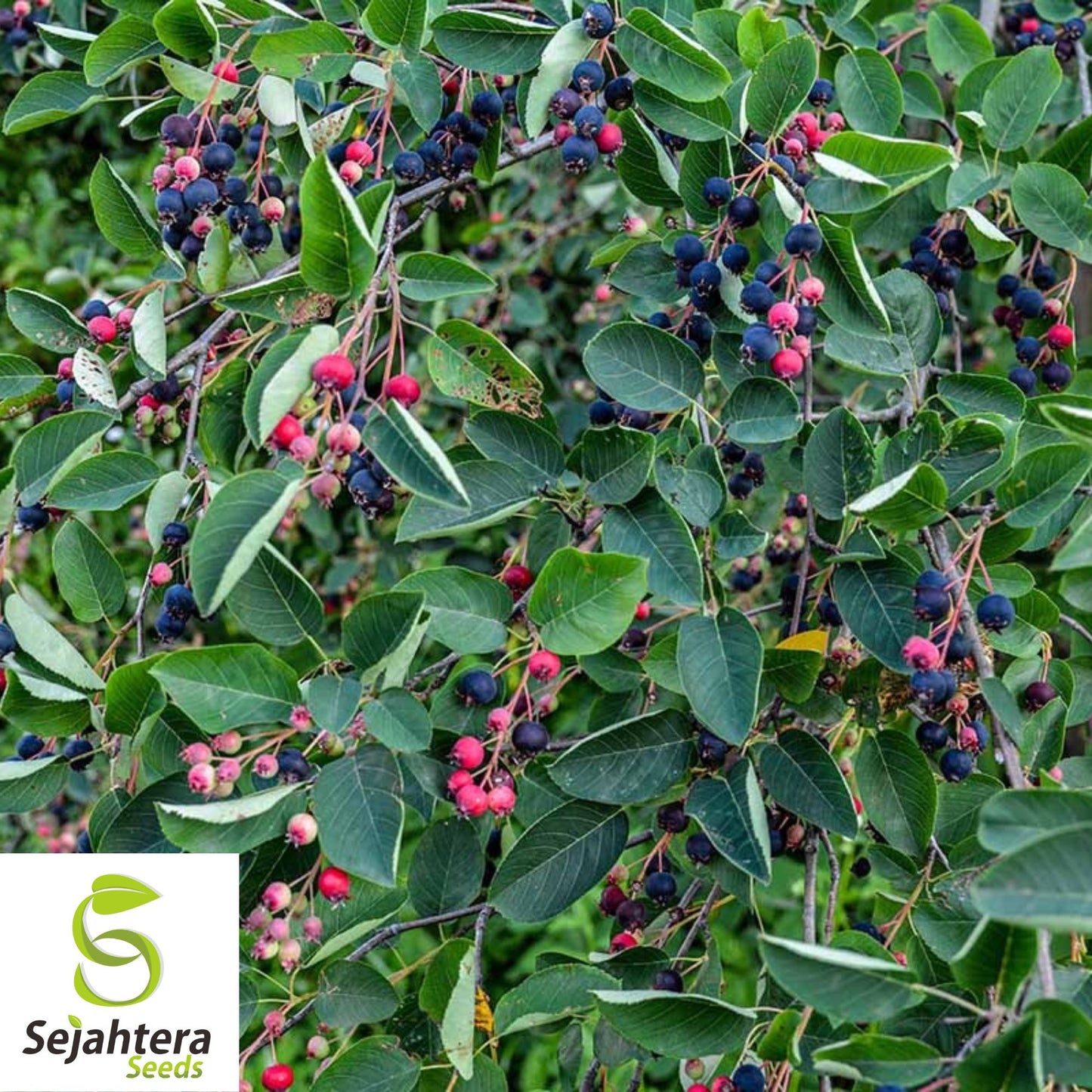 Serviceberry Seeds {Amelanchier u.} 20 Organic Pre-Stratified Seeds
