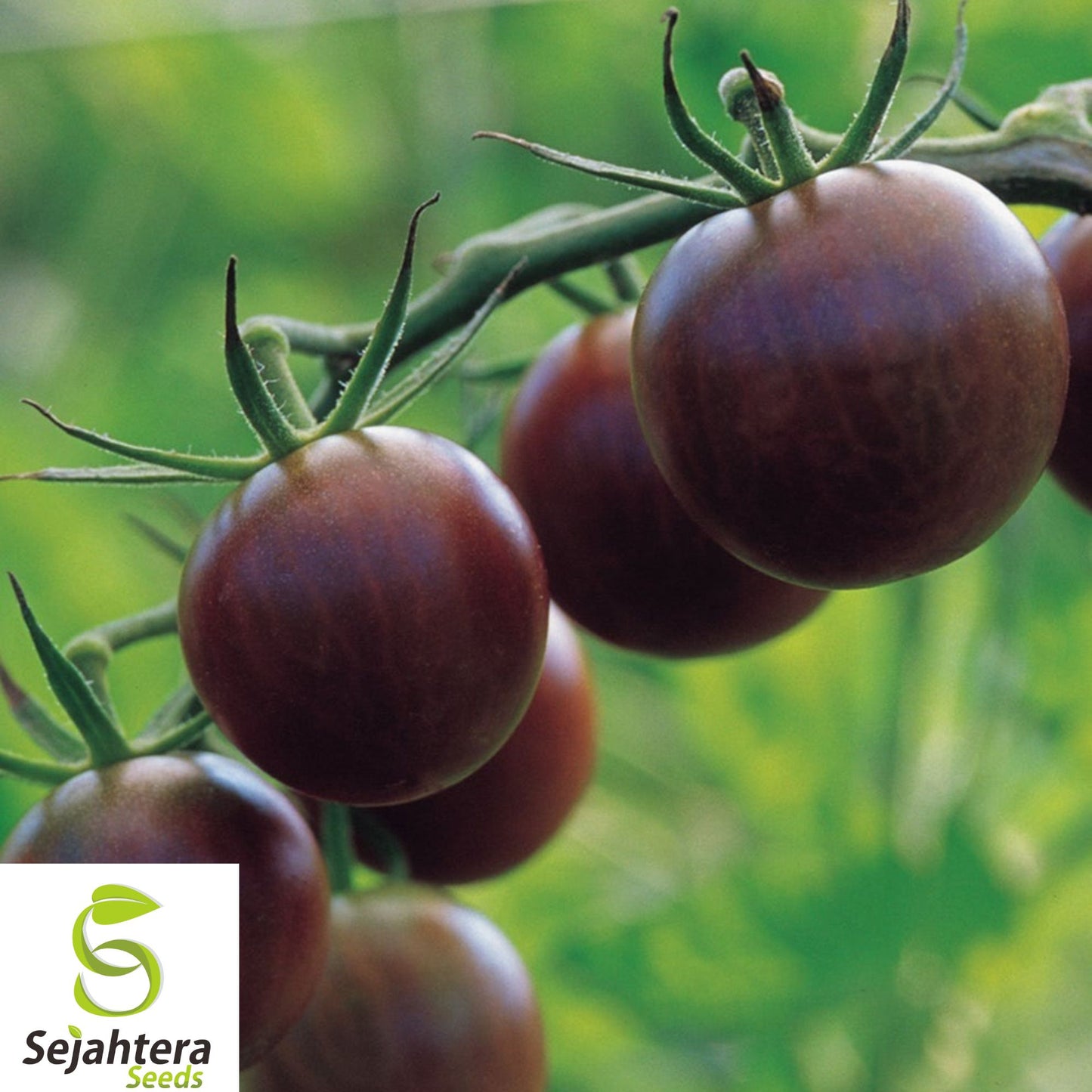 120+ Chocolate Cherry Tomato Seeds – Rare Heirloom, Organic, Super Sweet & Juicy