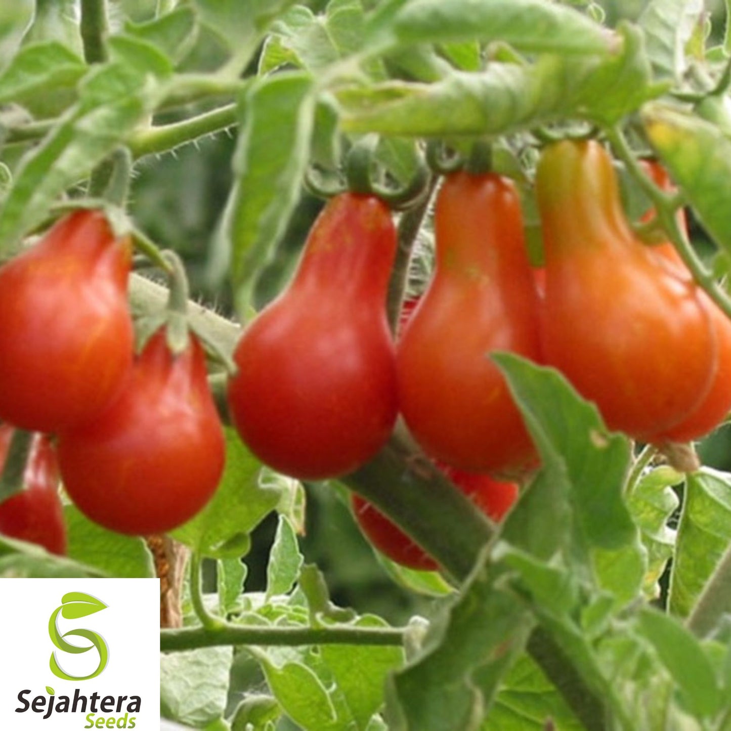 120+ Red Pear Tomato Seeds - Heirloom, Non-GMO, Juicy & Sweet Miniature Tomatoes