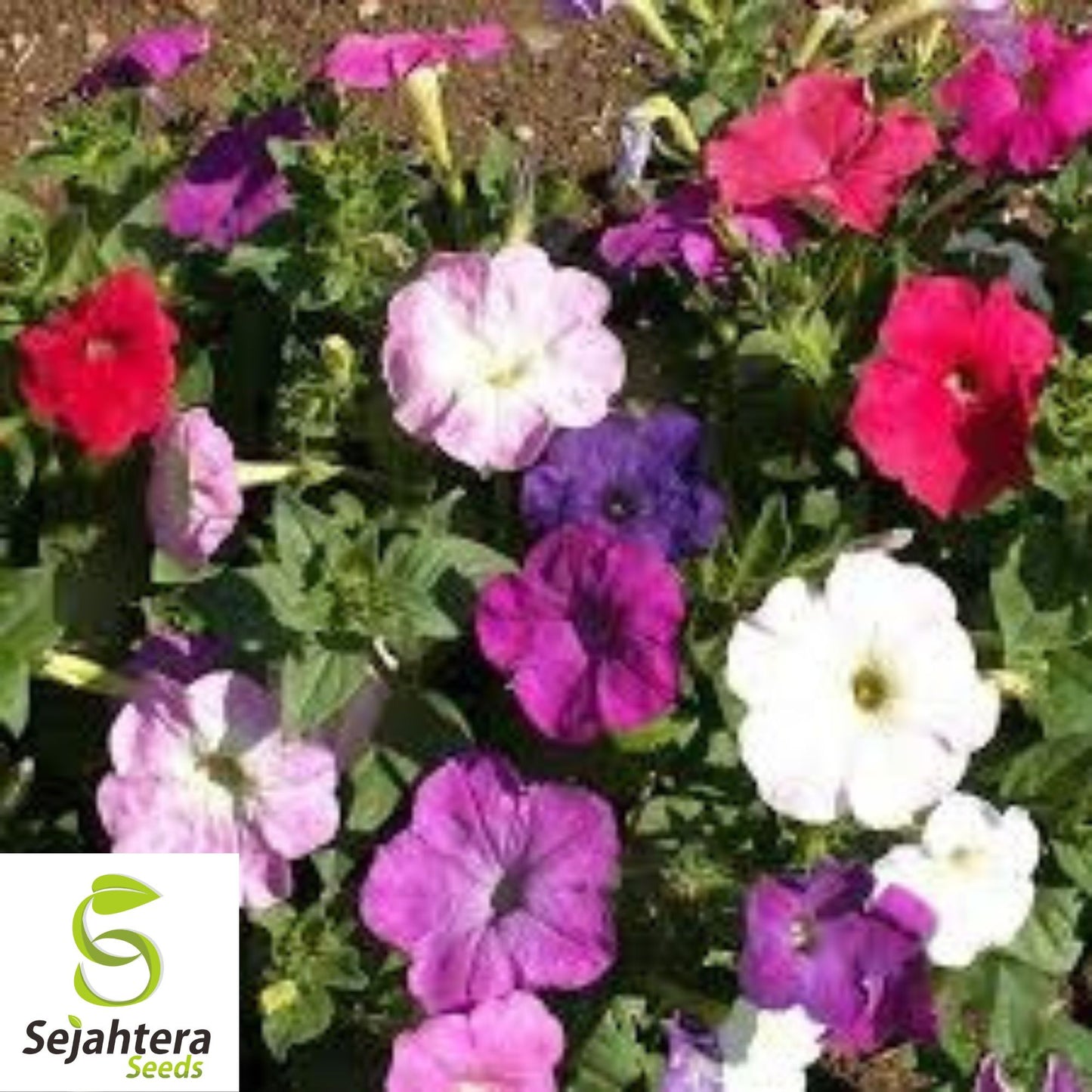 2000+ Dwarf Petunia Mix Seeds - Compact Petunia Nana Compacta Flowers, Non-GMO