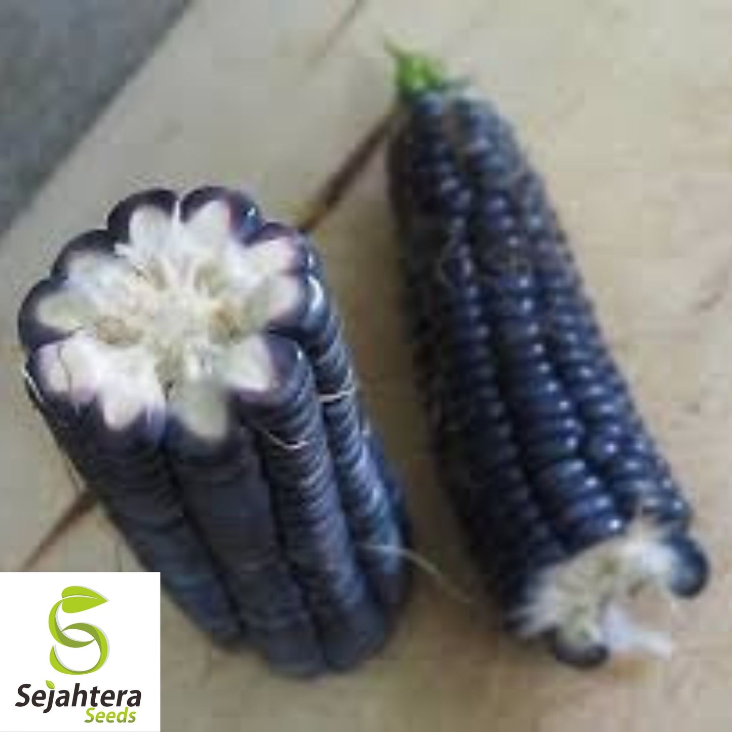 Hopi Blue Corn Seeds - 1000+ Heirloom, Organic, Non-GMO & Rare