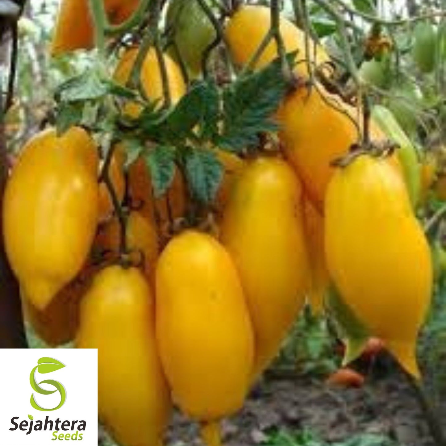 30 Banana Legs Paste Tomato Seeds - Non-GMO, Sweet & Unique Heirloom Variety