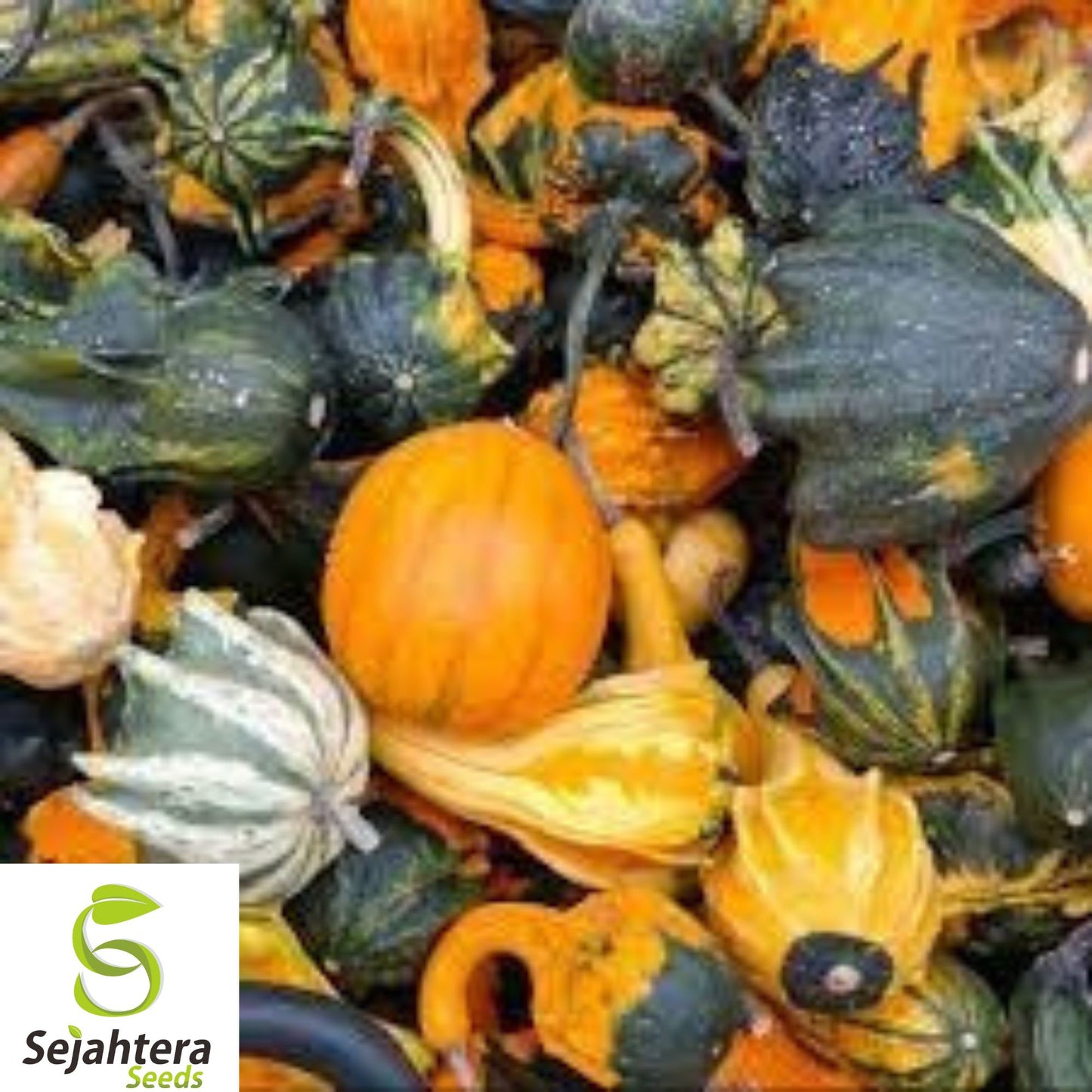 15+ Small Ornamental Gourd Mix Seeds - Heirloom, Non-GMO, Colorful & Unique