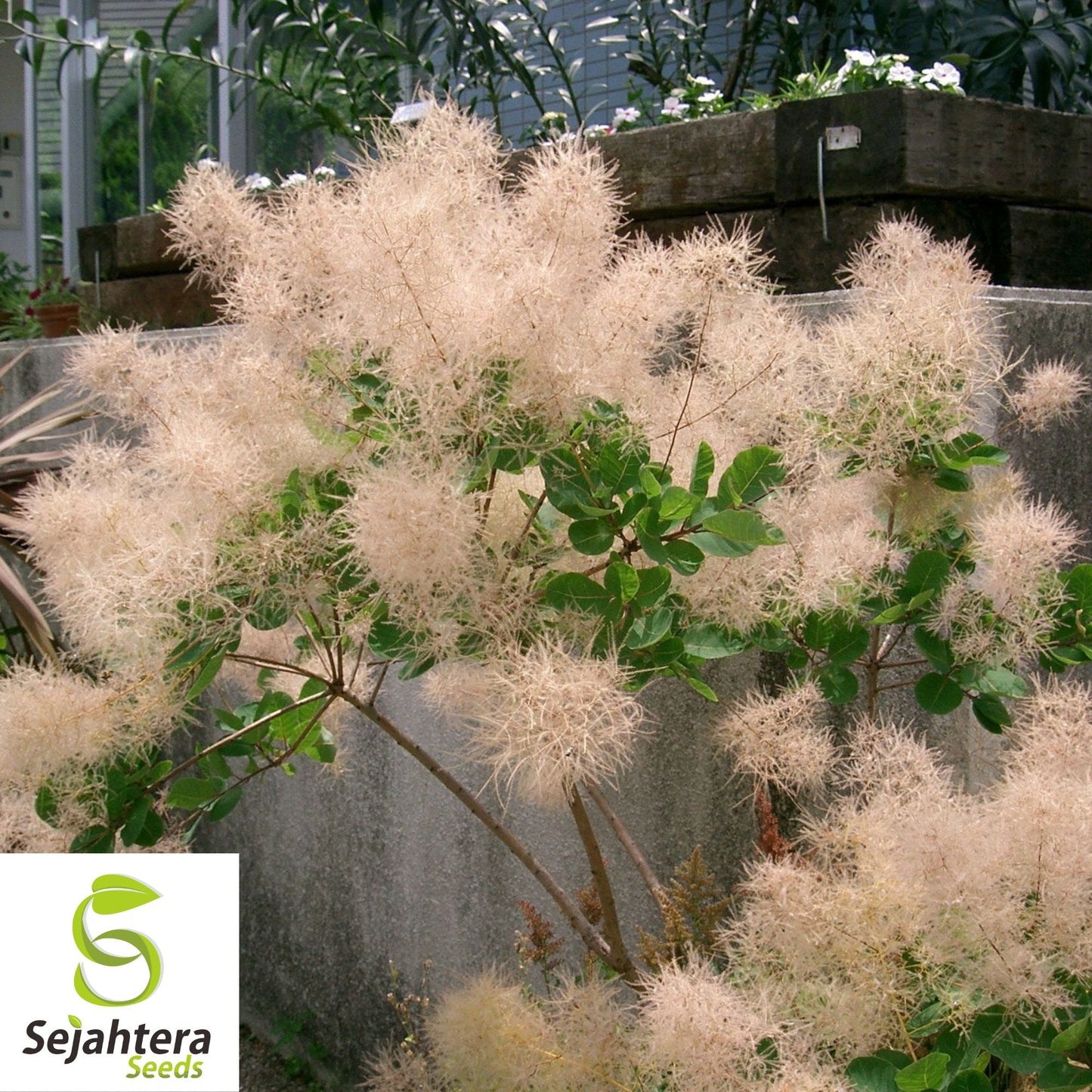 Young Lady Smoke Bush Seeds {Cotinus coggygria} 20 Pre-Stratified Seeds