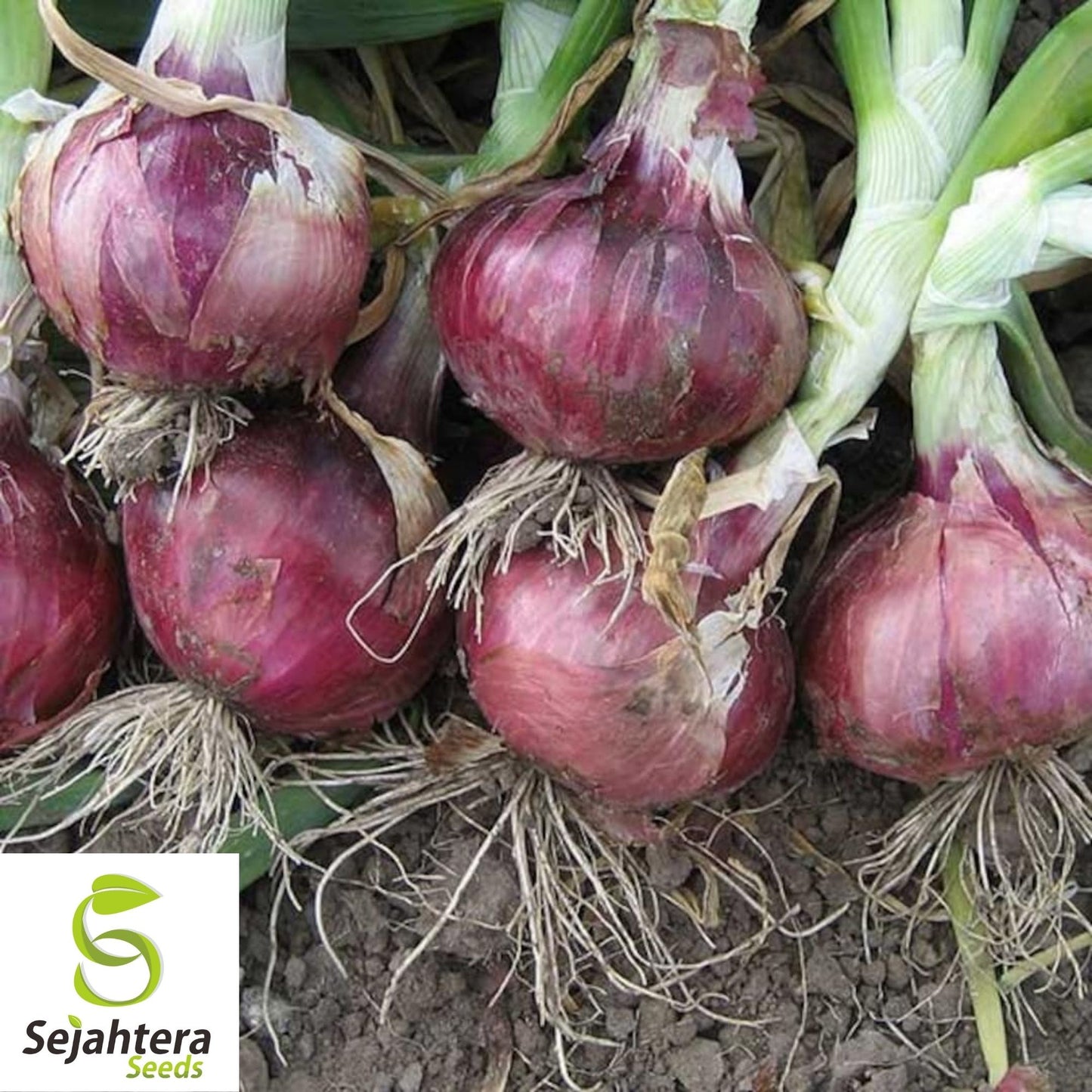 Red Creole Onion Seeds 200+ | Spicy Short Day Cajun Vegetable USA