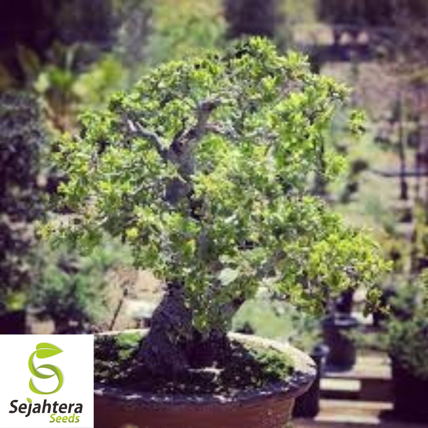 Blue Oak Bonsai Seeds {Quercus macrocarpa} 2023 Harvest | 5 Seeds