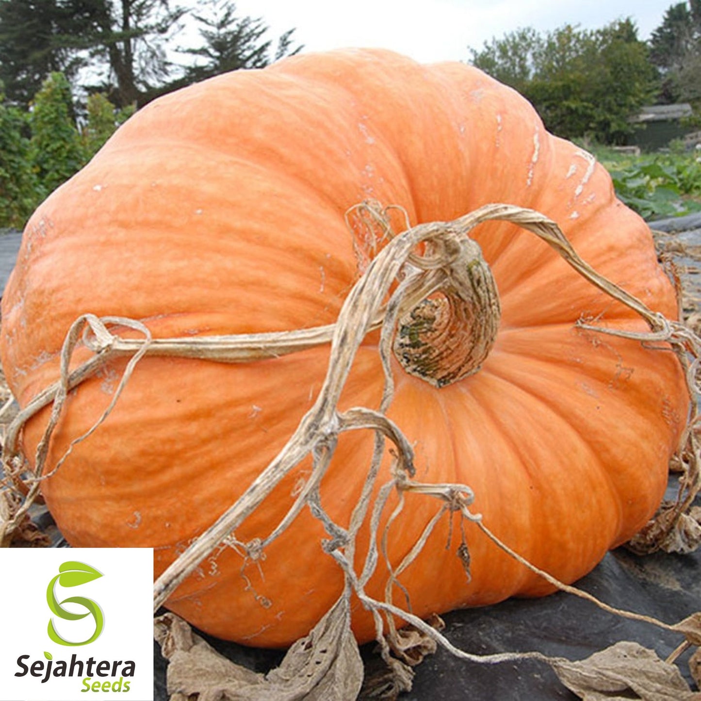 Dill's Atlantic Giant Pumpkin Seeds - 10+ Heirloom, Non-GMO, World Record Size