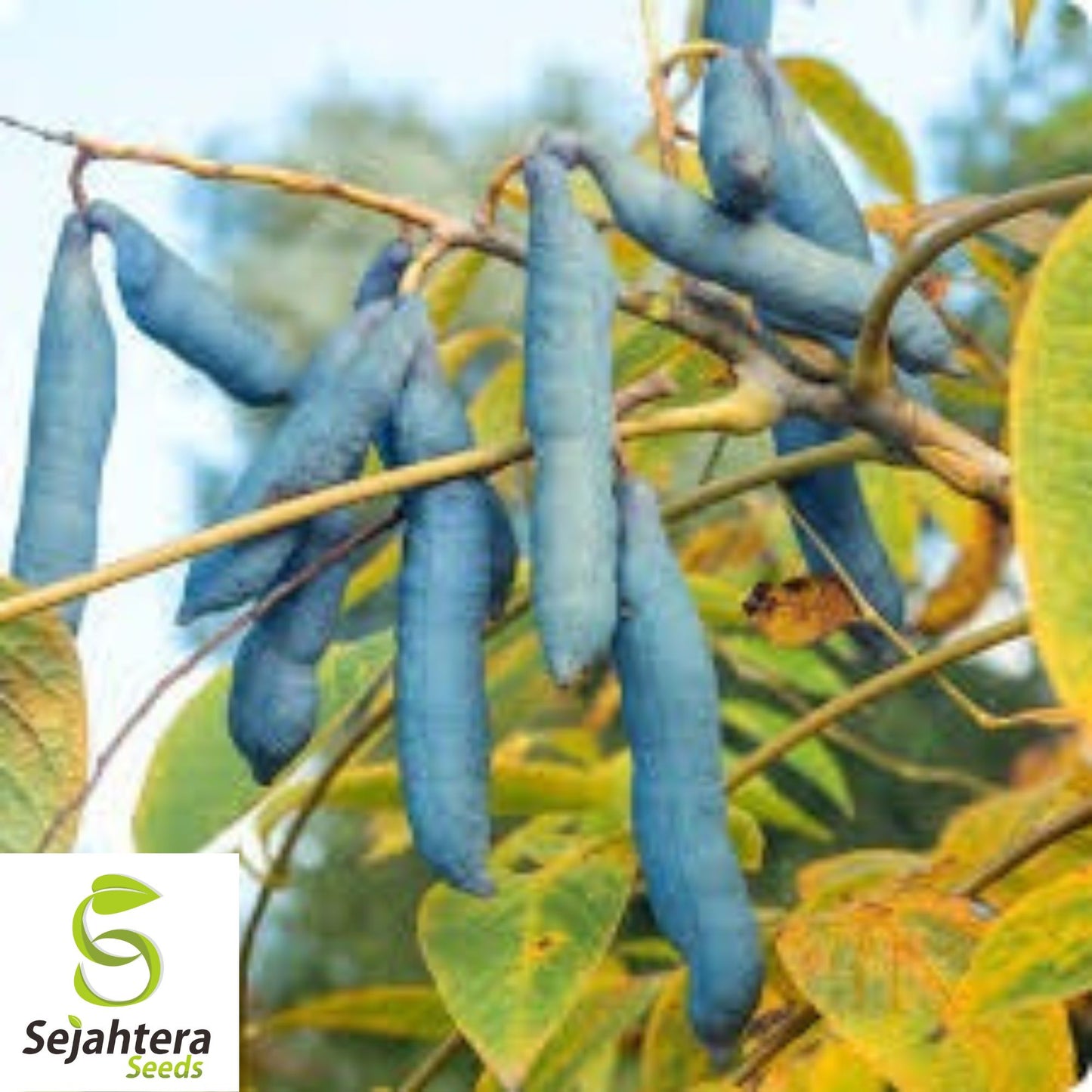 10+ Blue Sausage Fruit Seeds - Decaisnea Fargesii, Exotic, Rare & Edible Pods