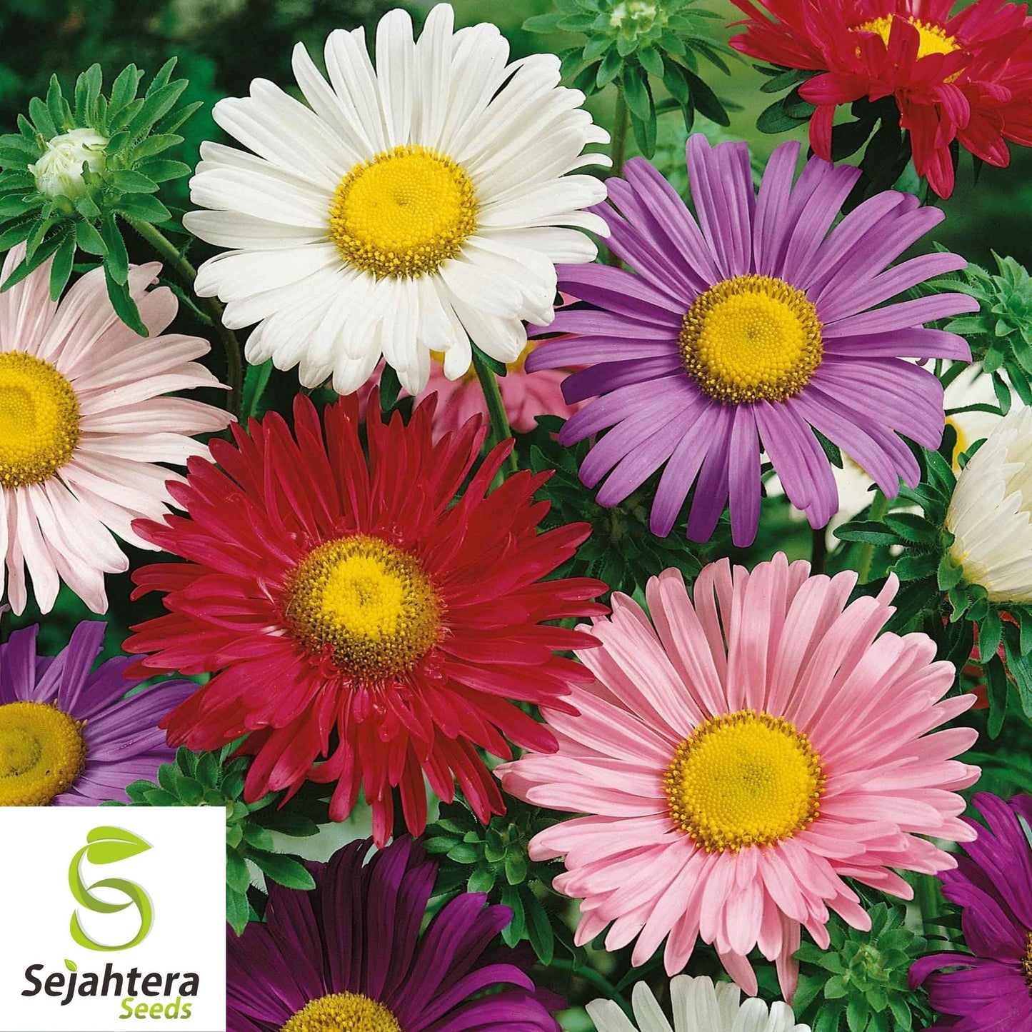 Aster Seeds 200+ | Single China Mix Flower Mixed Colors USA