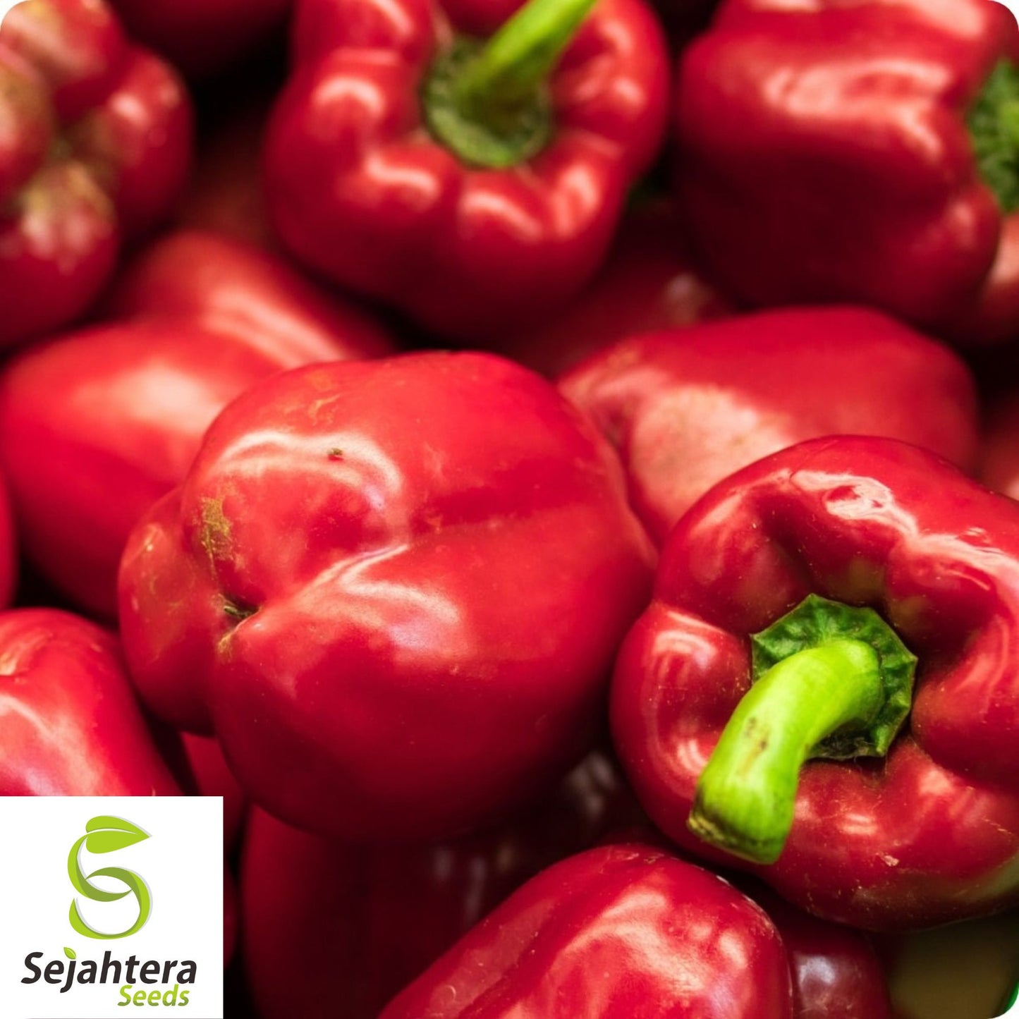 California Wonder Bell Pepper Seeds 100+ Non-GMO Heirloom