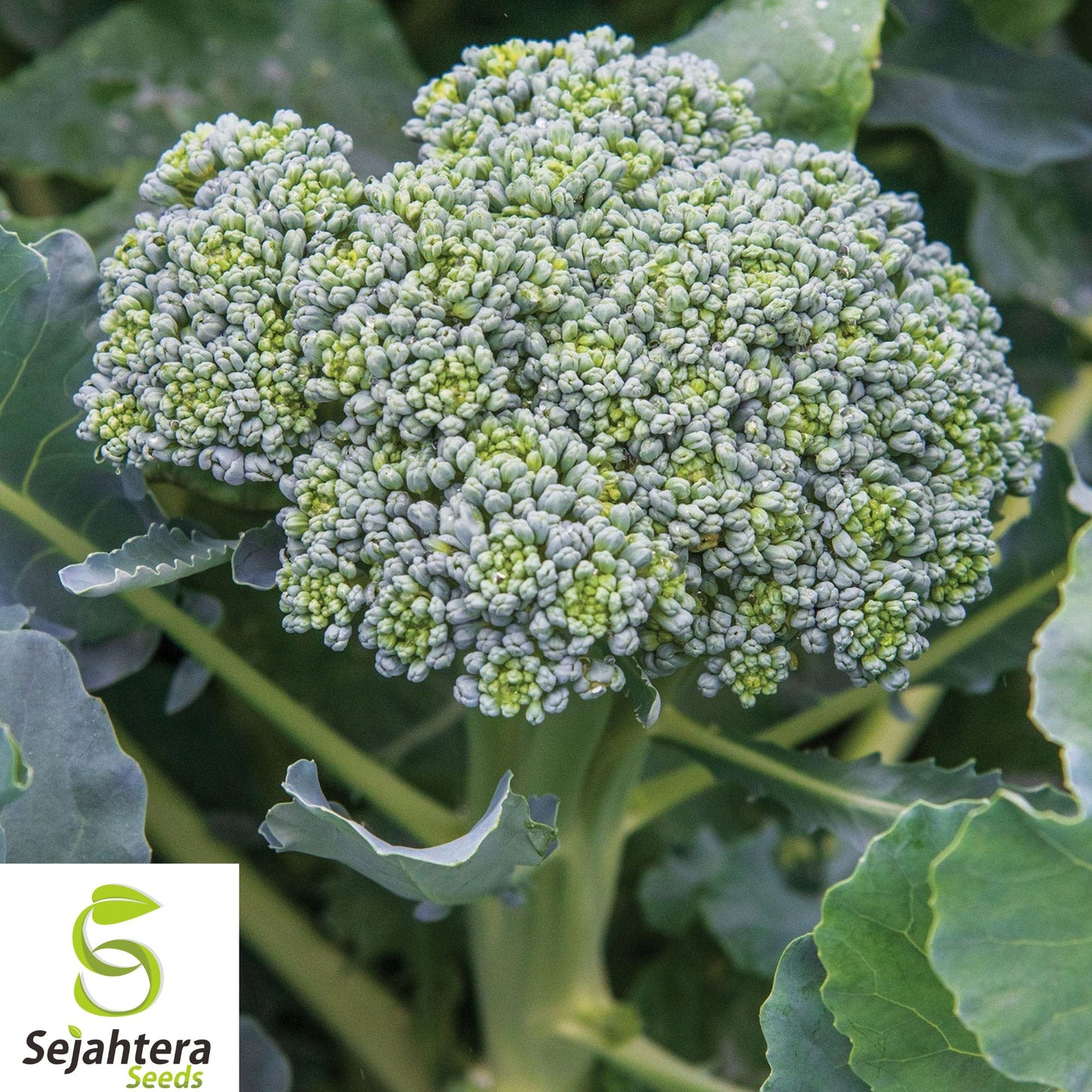 50+ Waltham 29 Broccoli Seeds - Heirloom, Organic, Non-GMO, Cold-Hardy & Nutritious