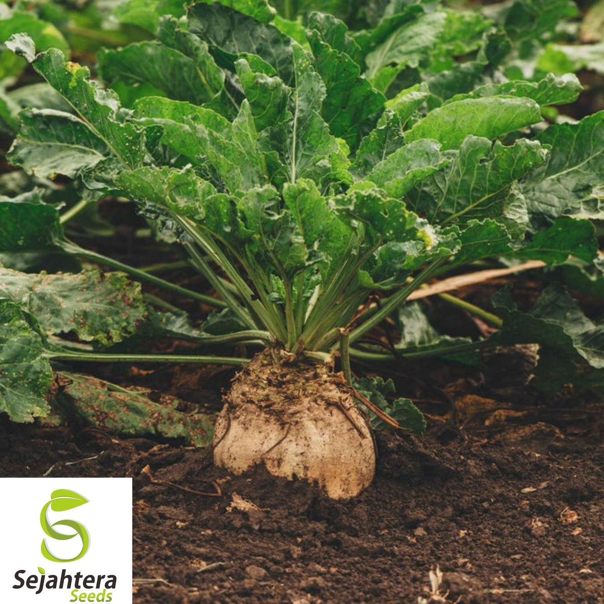 500+ Heirloom Sugar Beet Seeds - Non-GMO, Sweet Sugar Making, Deer Magnet