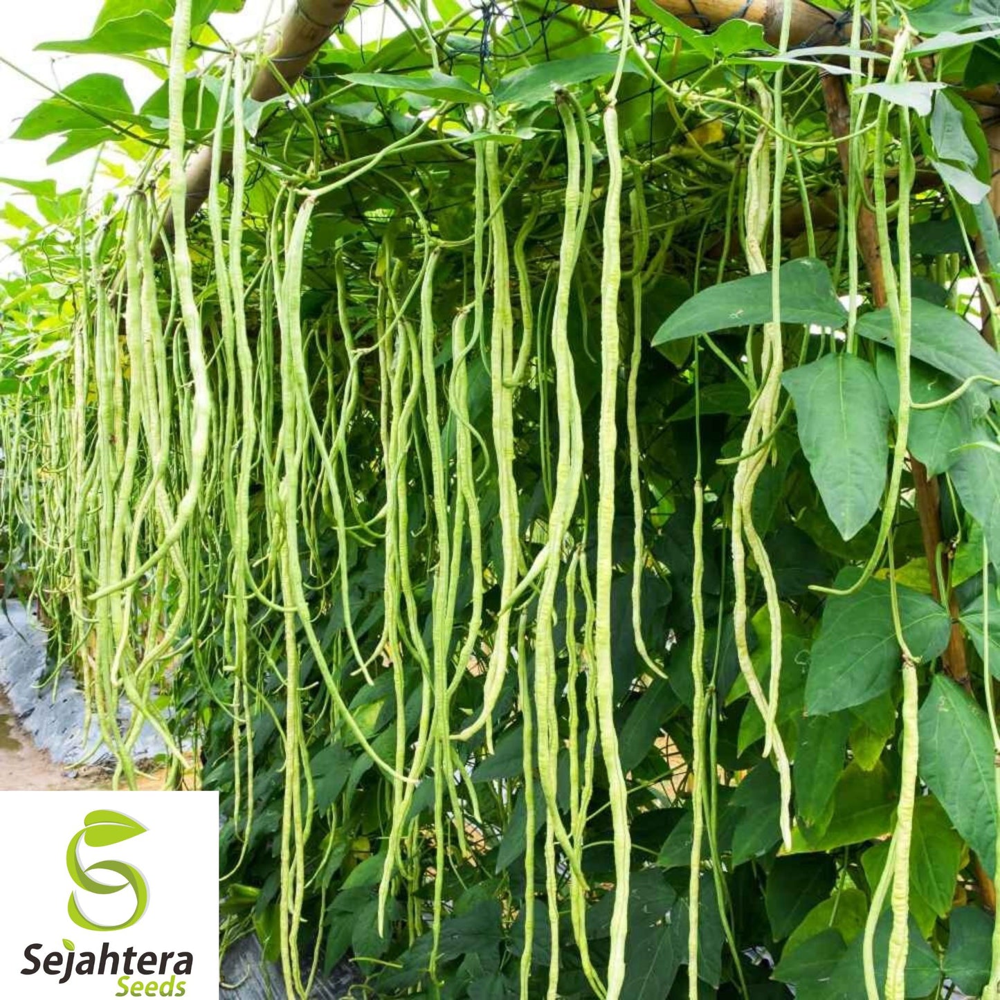 Dark Green Yard Long Bean Seeds - 120+ Heirloom, Organic, Non-GMO & Fresh