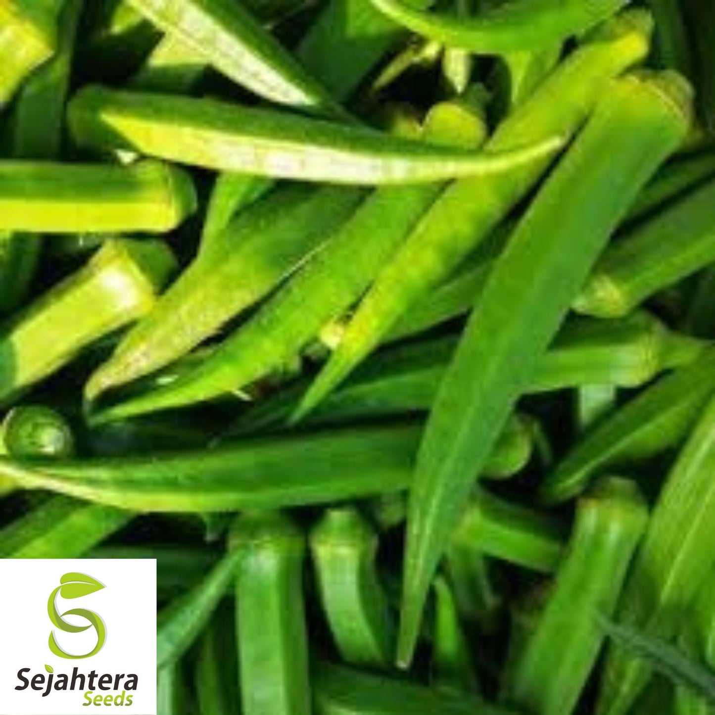 Perkins Long Pod Okra Seeds - 25+ Heirloom, Non-GMO, High-Yield & Fresh
