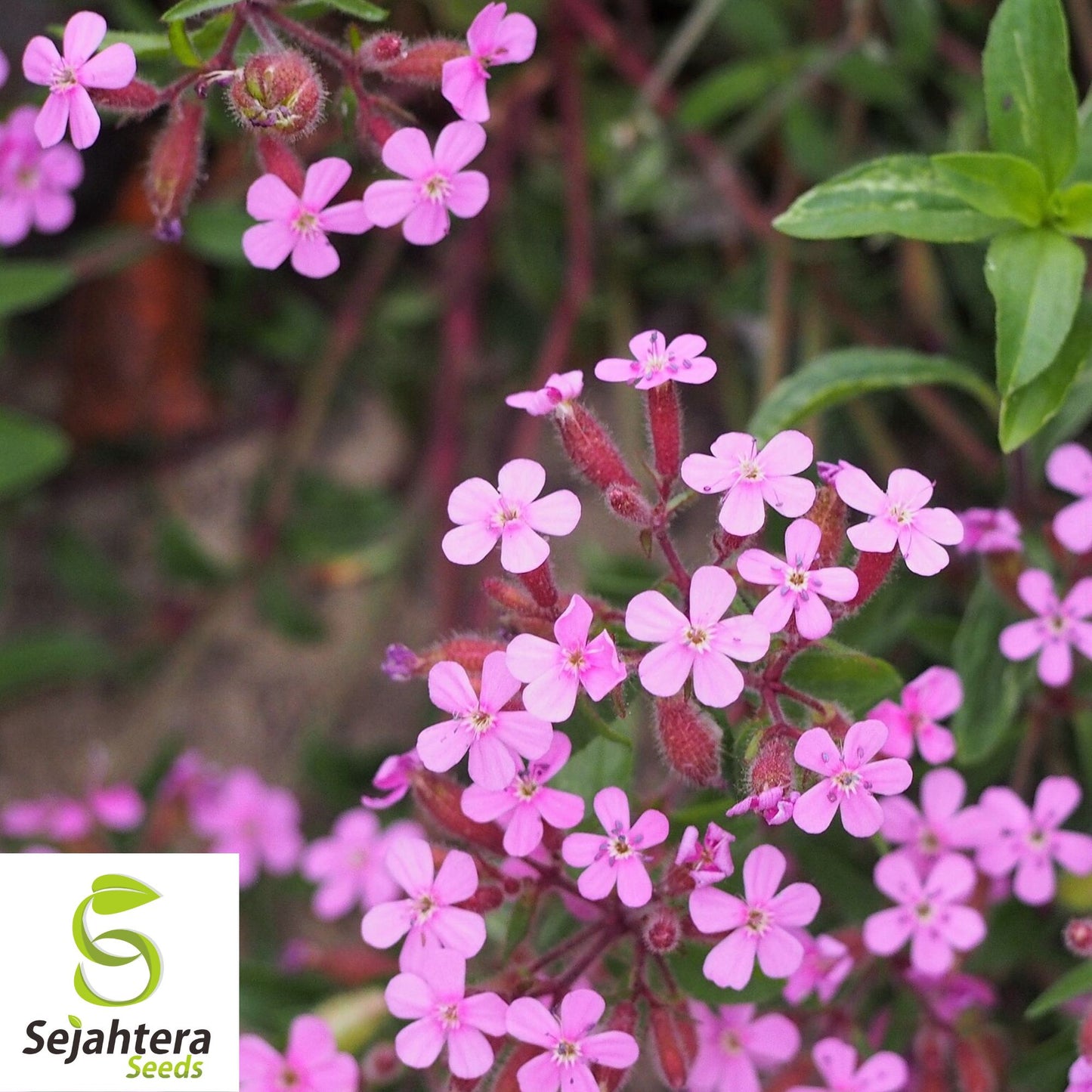 1,000 Pink Rock Soapwort Seeds {Saponaria ocymoides} | Soap Alternative
