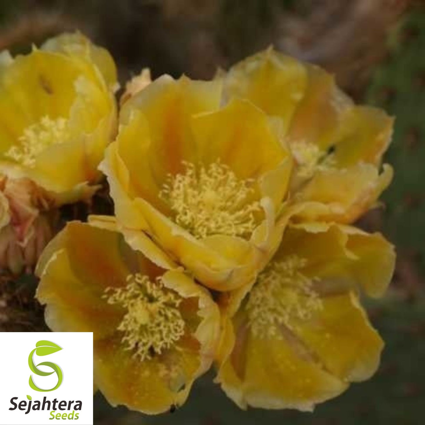 Marblefruit Cactus Seeds {Opuntia strigil} Edible 10 Seeds