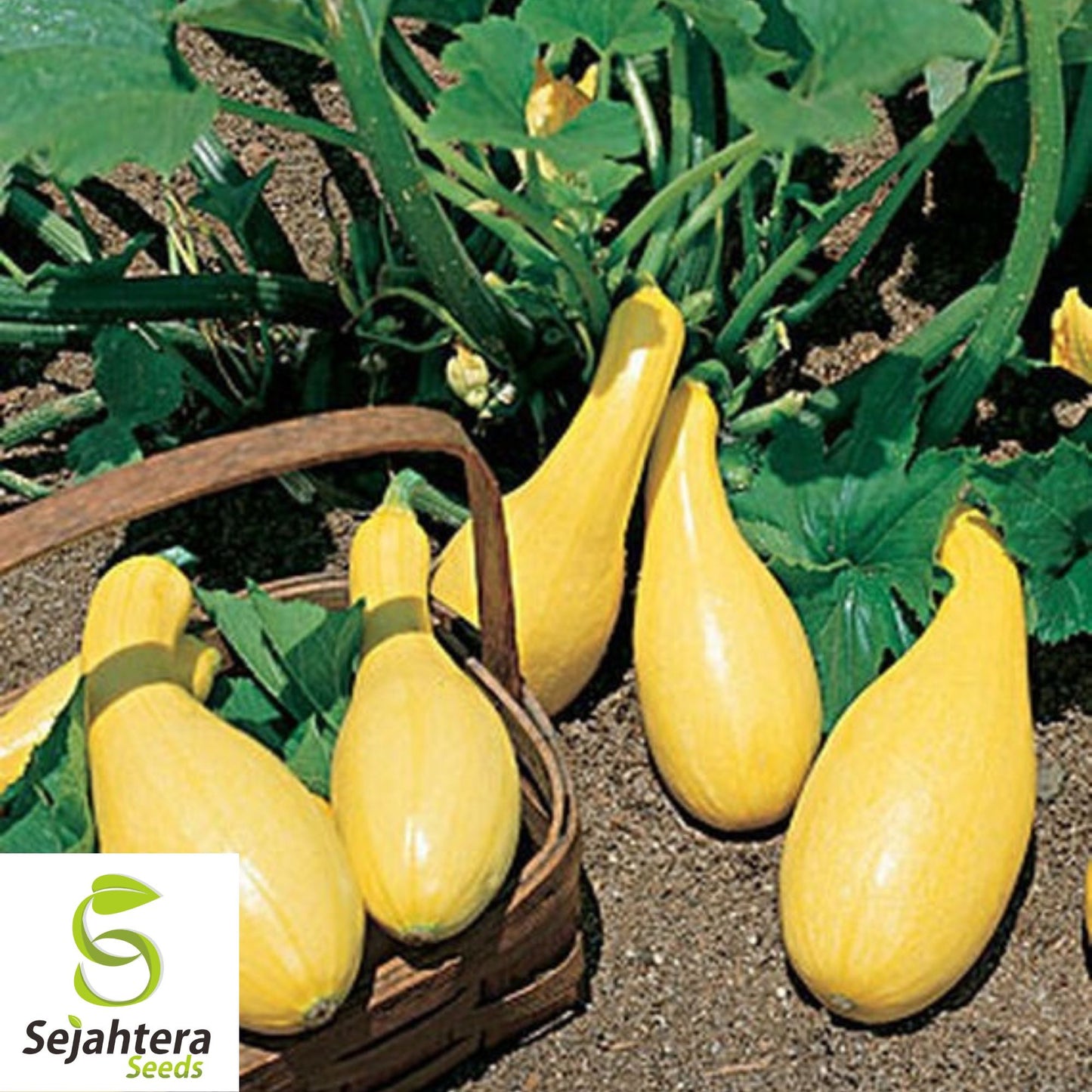 Yellow Crookneck Squash Seeds - 100+ Heirloom, Non-GMO, Fresh & Golden Summer