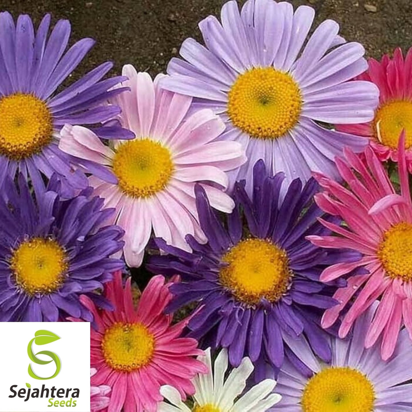 Aster Seeds 200+ | Single China Mix Flower Mixed Colors USA