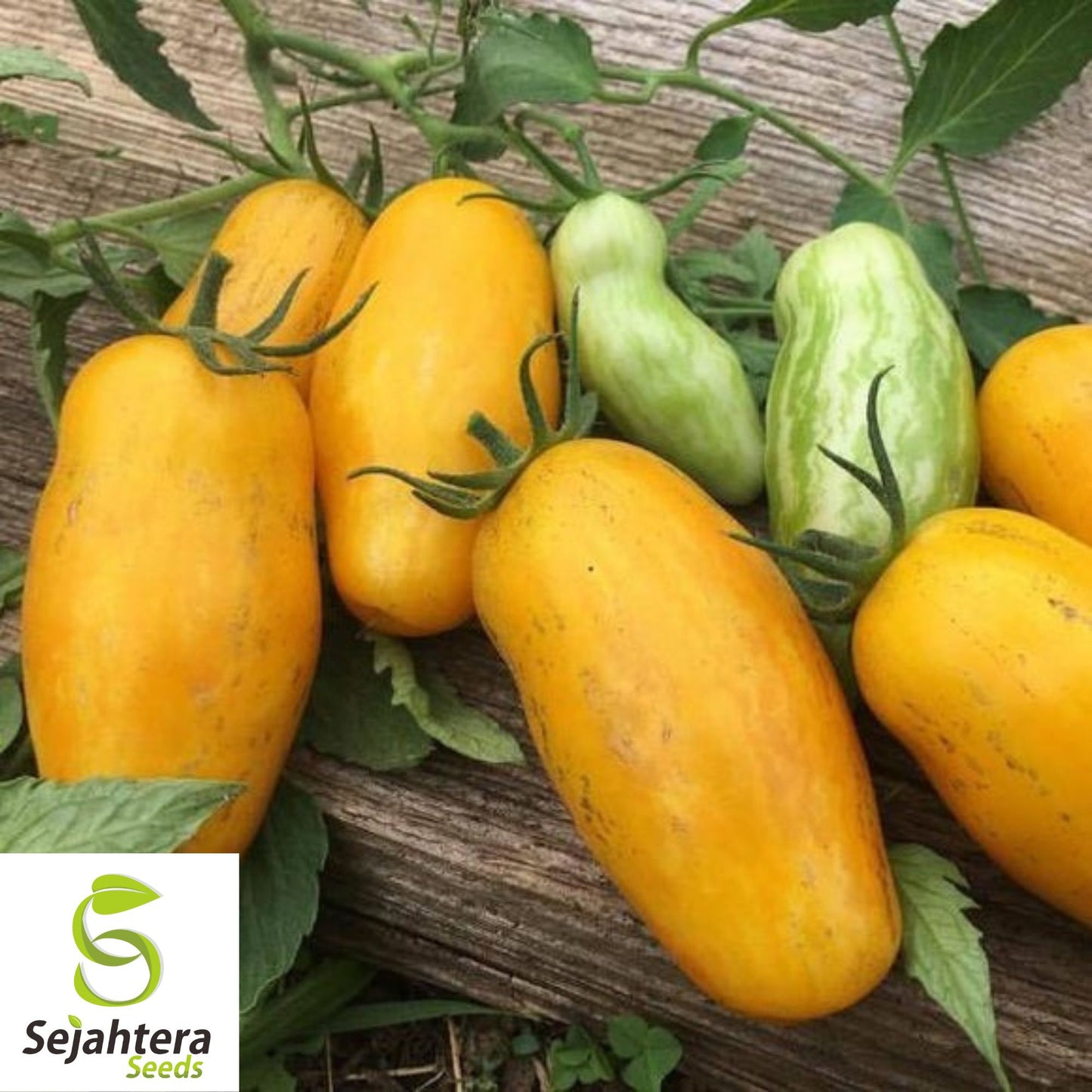 30 Banana Legs Paste Tomato Seeds - Non-GMO, Sweet & Unique Heirloom Variety
