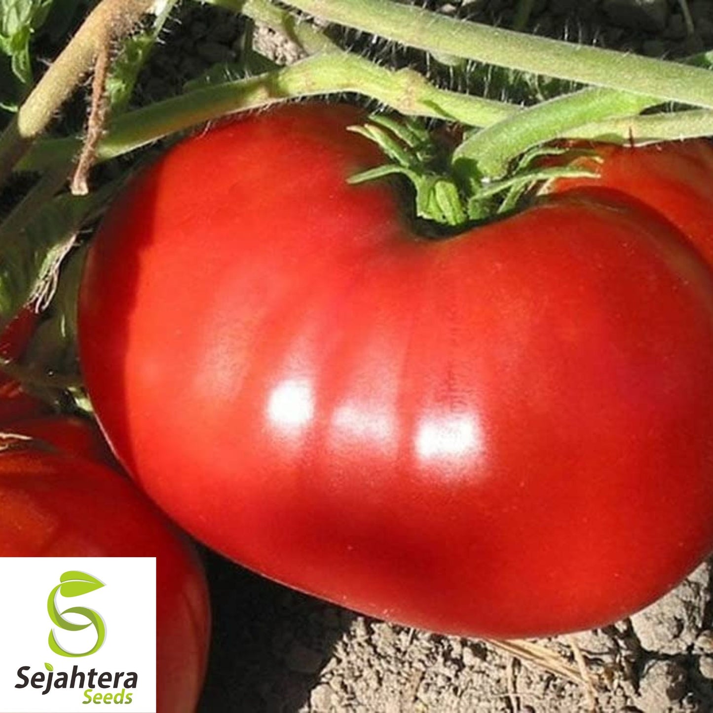 100 Delicious Tomato Seeds - Non-GMO, Heirloom & World Record Variety
