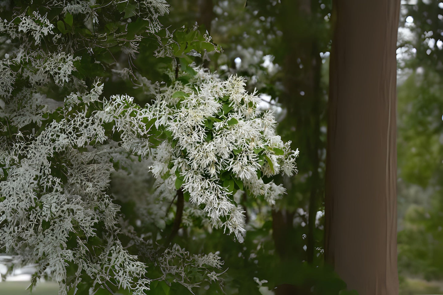 Chinese Fringe Fringetree (Chionanthus retusus)