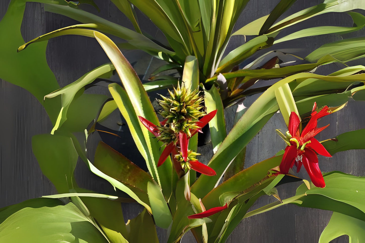 Bromeliad Plant - 9" Pot - Witrukia Superbum - Tropical Indoor Houseplant - Exotic Greenery for Home Decor